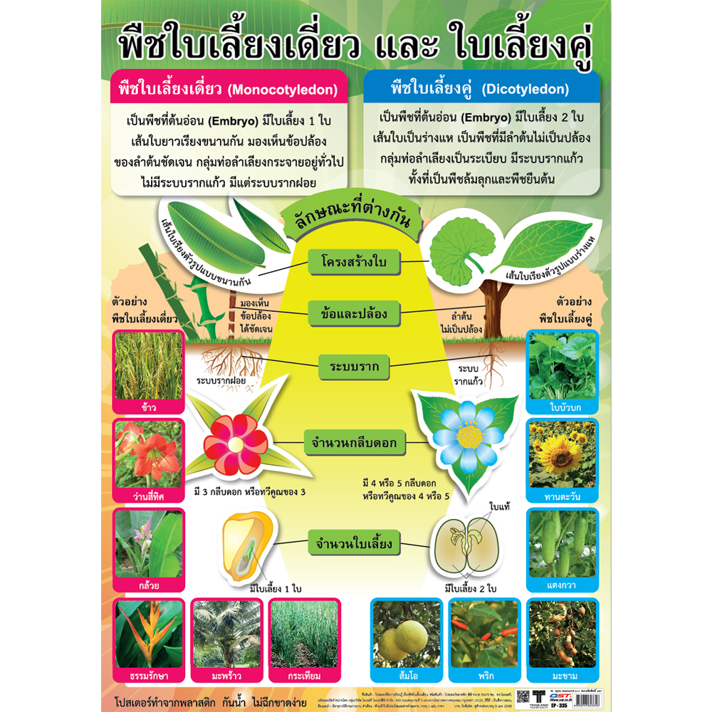 Monocotyledon and Dicotyledon Plants Educational Posters No.335