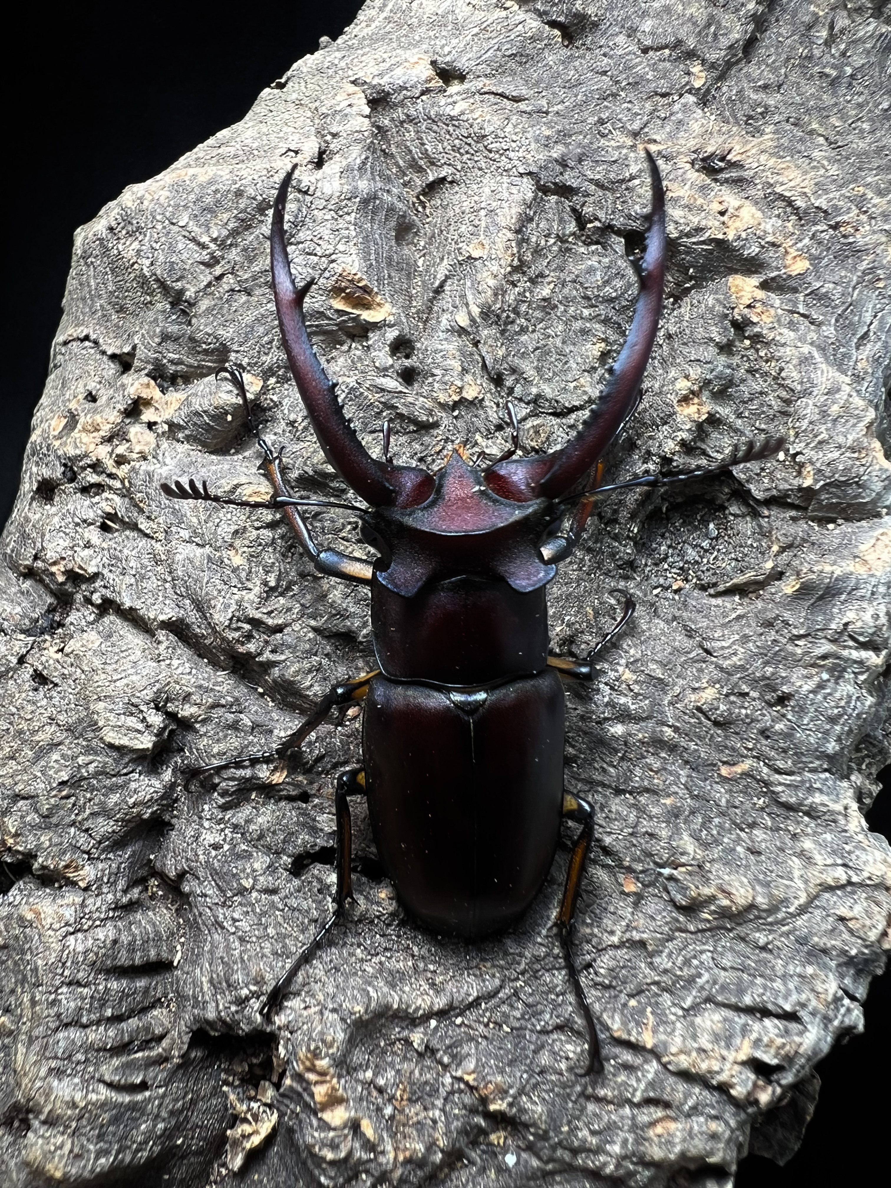Lucanus angusticornis 55mm. Pair