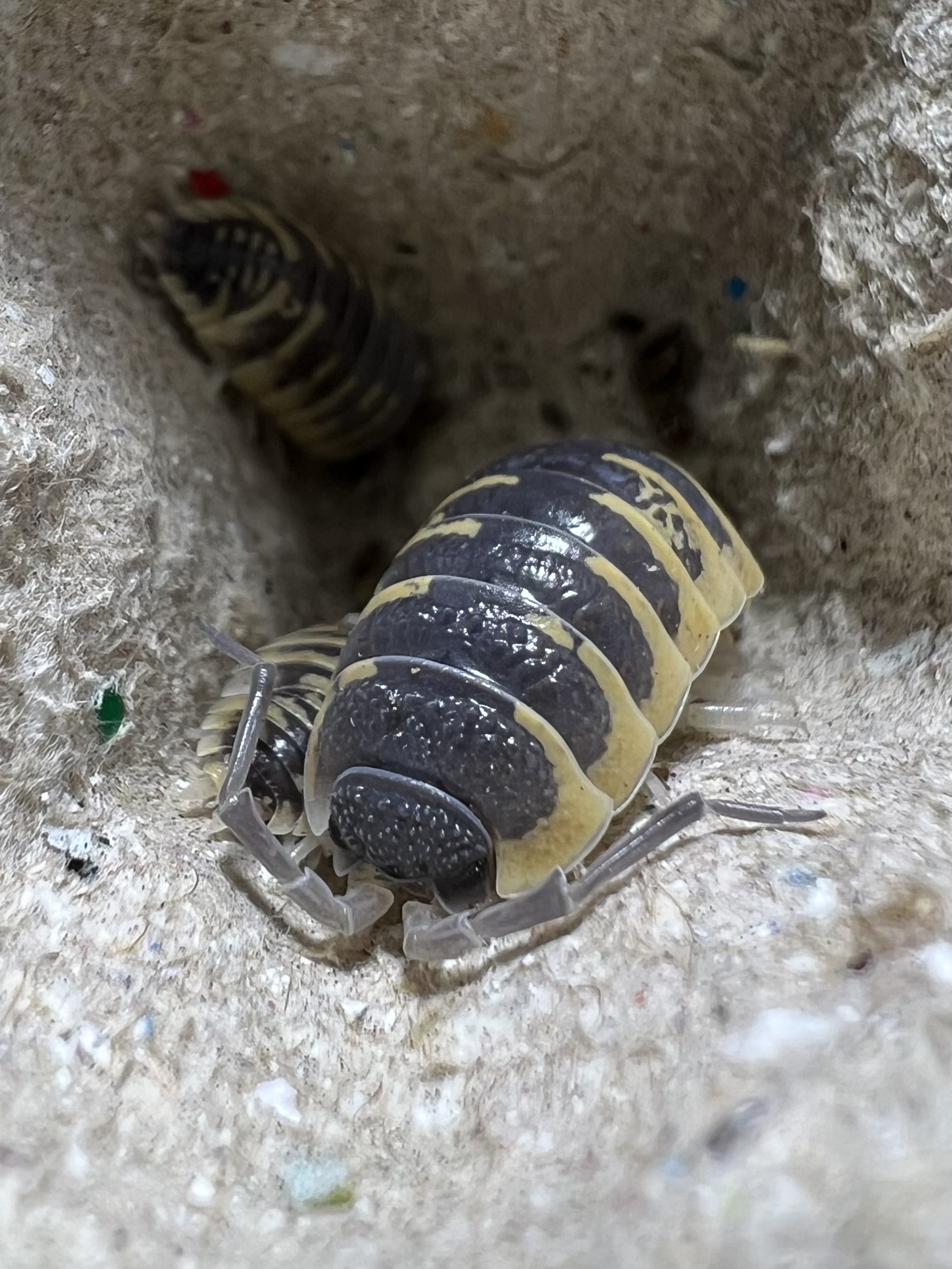 Porcellio Ornatus “Yellow” 5 each