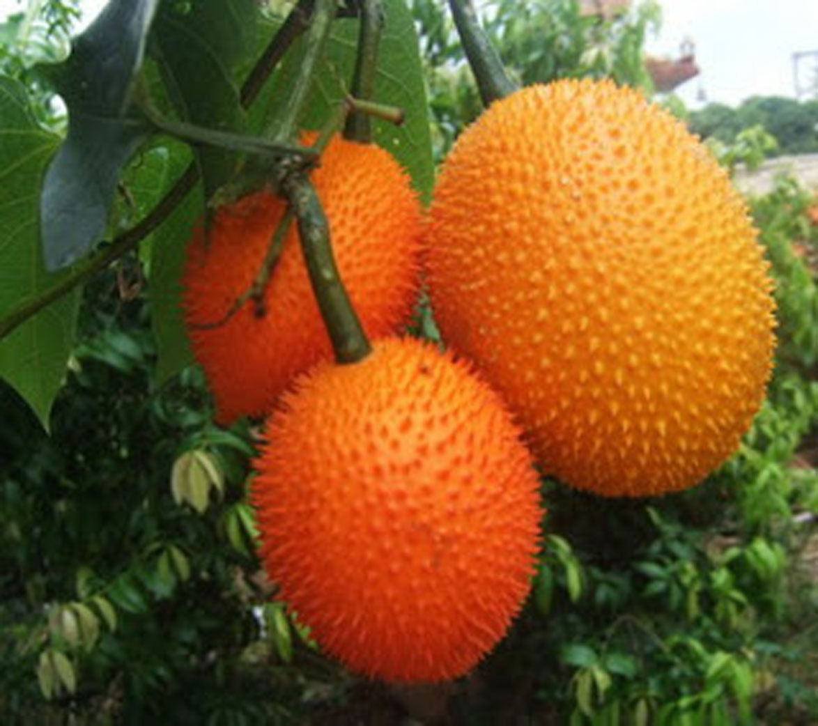 เมล็ดพันธุ์ฟักข้าว 30 เมล็ด