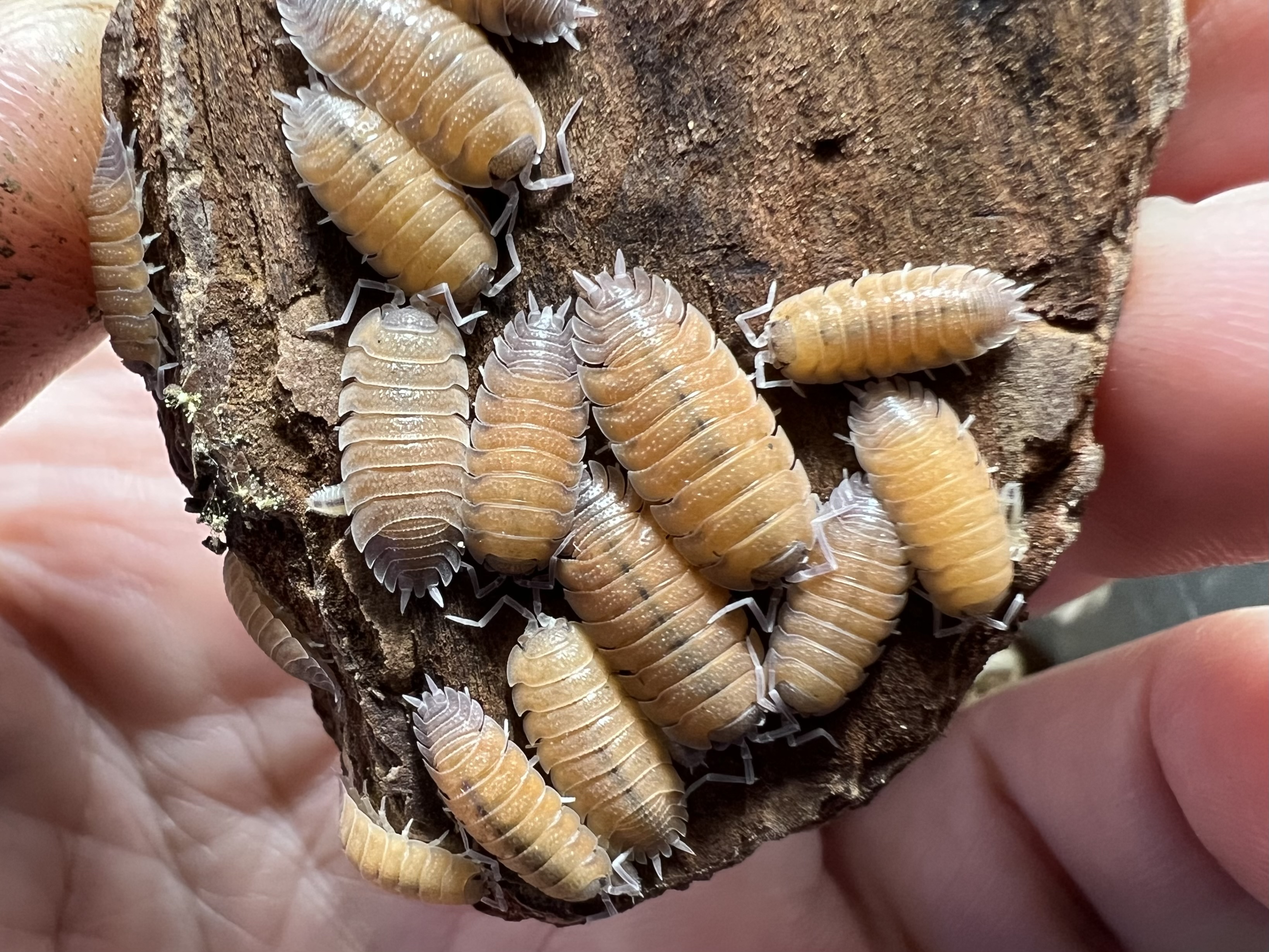 Porcellio baeticensis orange 5 each