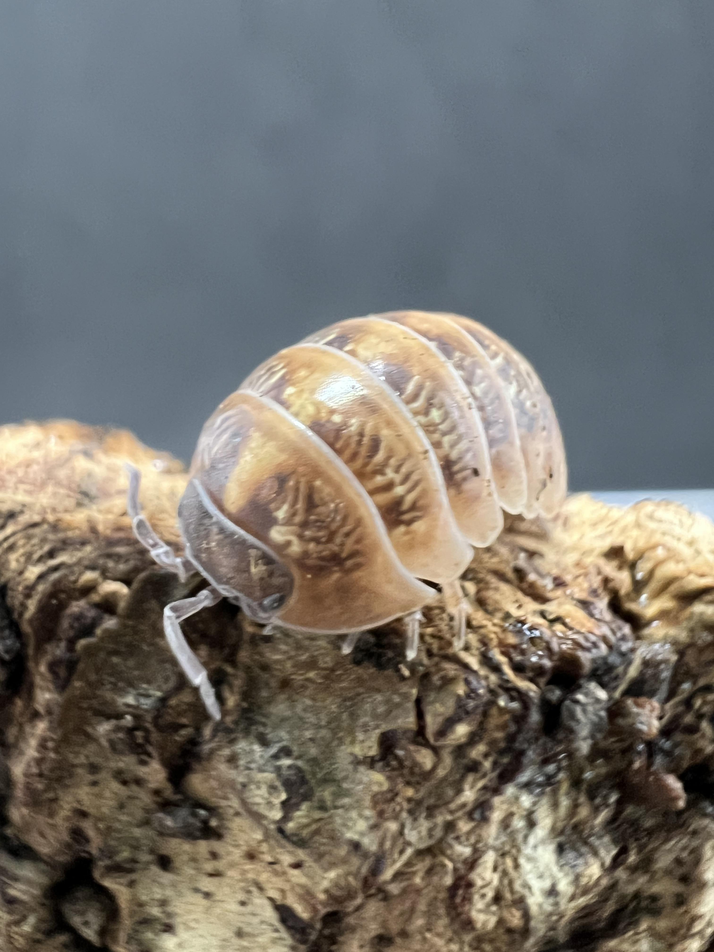 Armadilldium vulgare st.lucia set 5 each