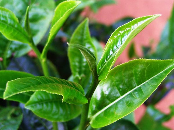 เมล็ดพันธุ์ต้นชาเขียว (ชาอัสสัม)