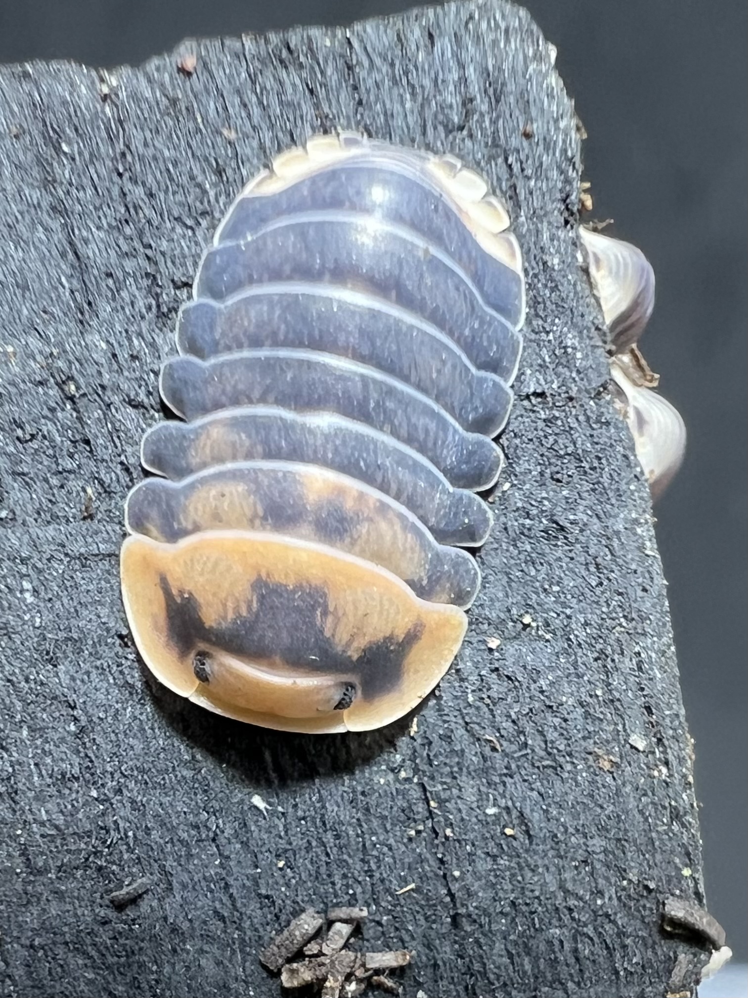 Cubaris sp. emperor bee 5 each