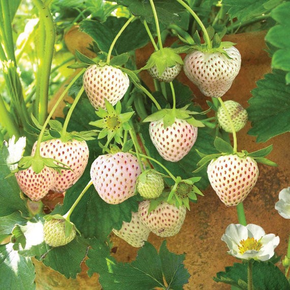 เมล็ดพันธุ์ สตรอเบอรี่สีขาว (Pineberry)