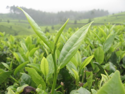 เมล็ดพันธุ์ต้นชาเขียว (ชาอัสสัม)