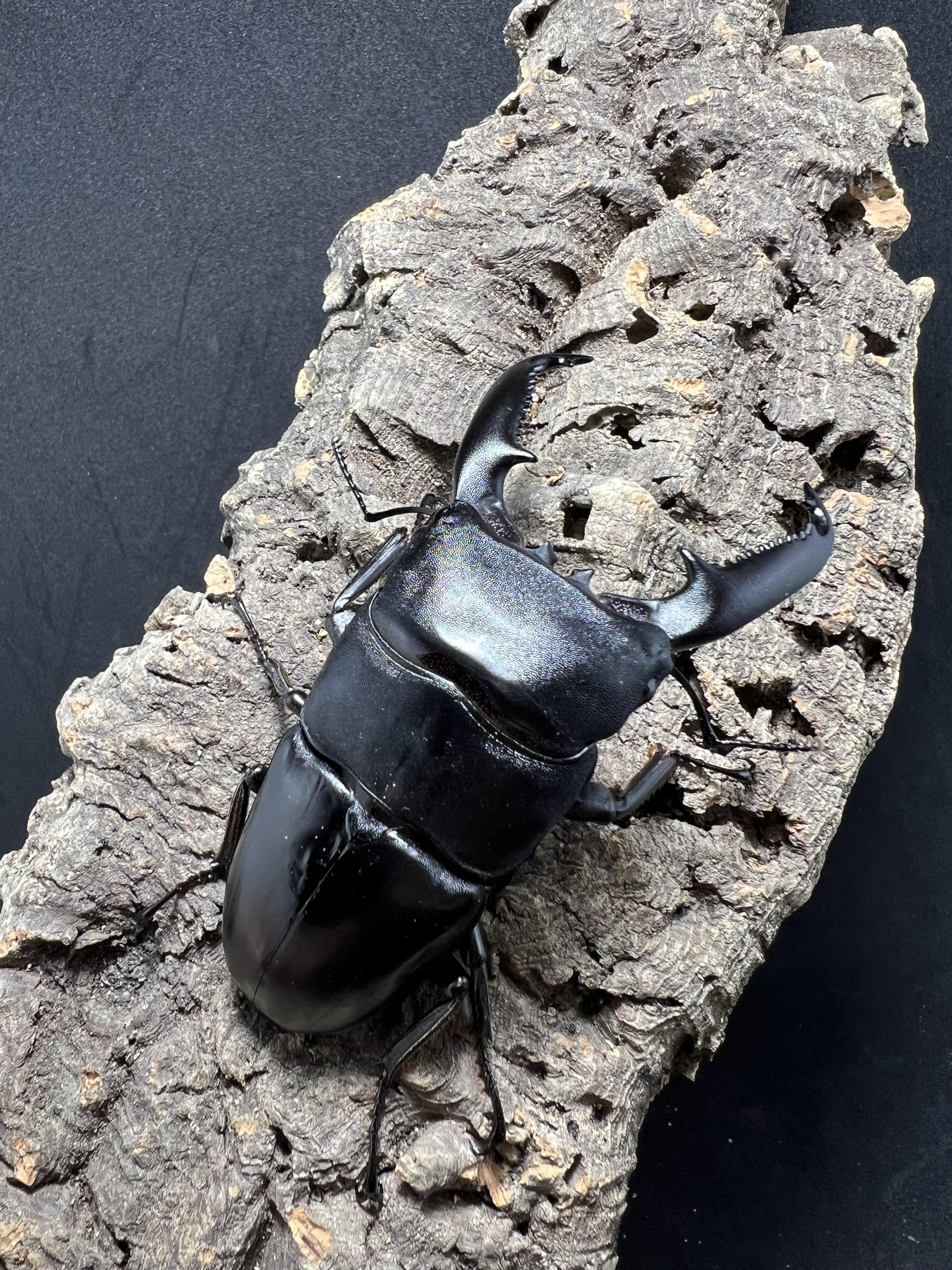 Dorcus titanus palawanicus 95mm.