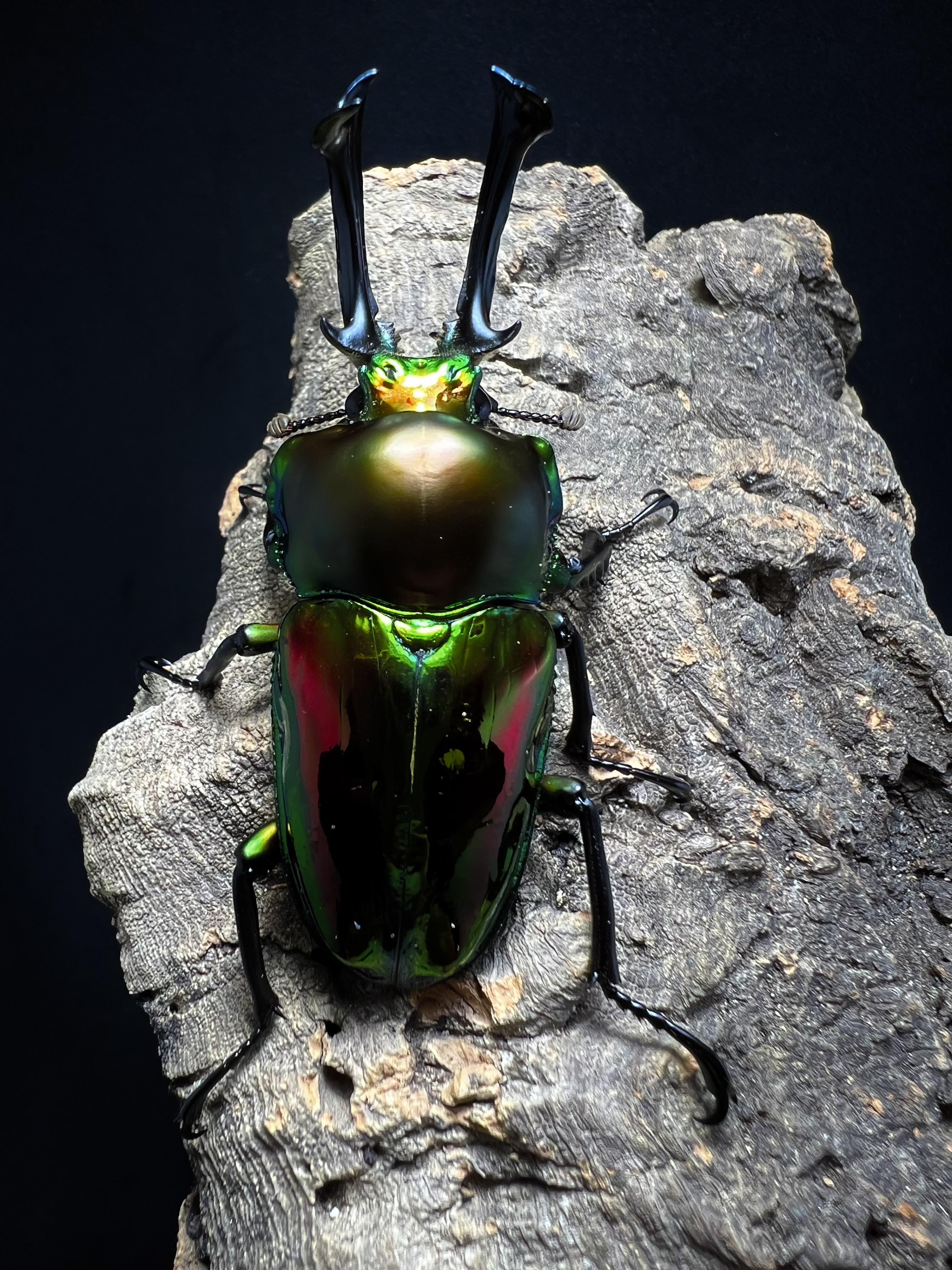 Phalacrognathus muelleri 56mm. Pair