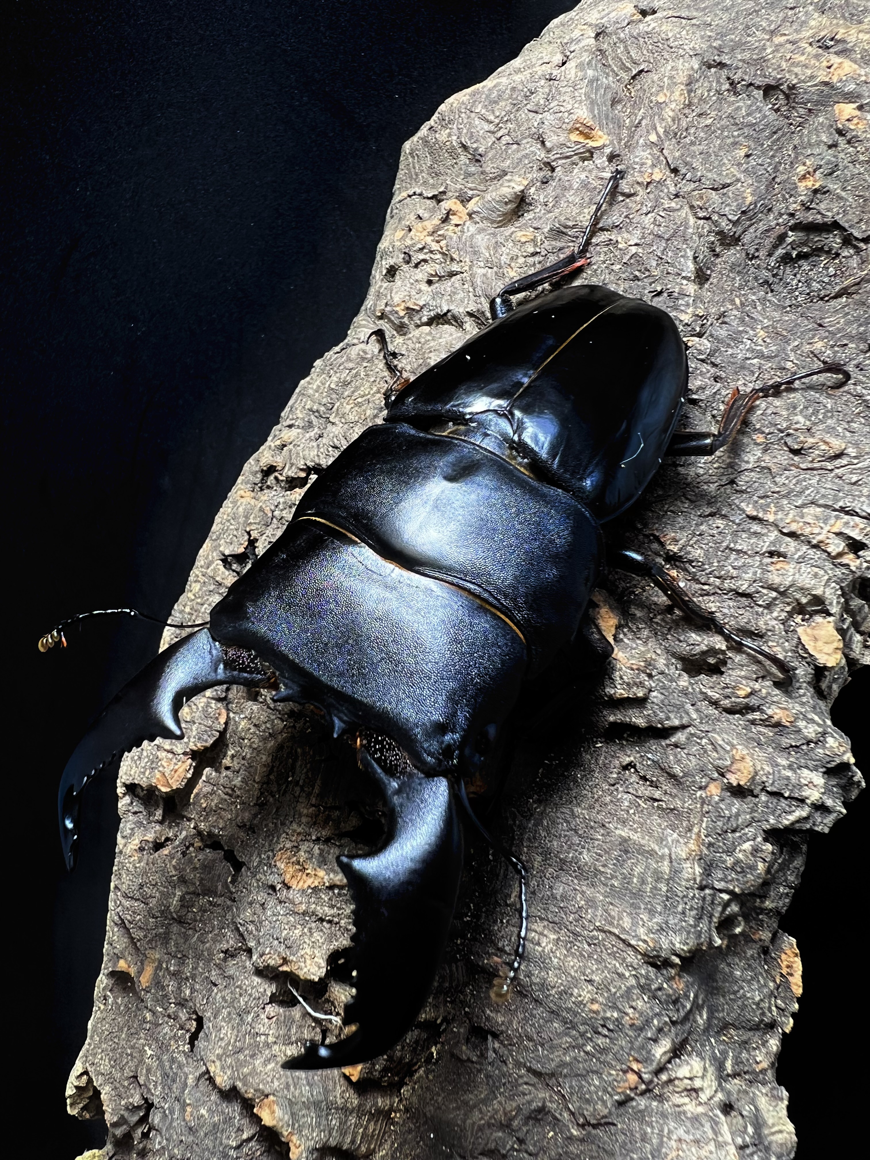 Dorcus titanus yasuokai 96mm.