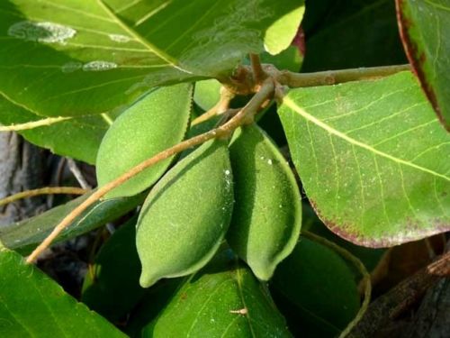 เมล็ดพันธุ์ ต้นหูกวาง