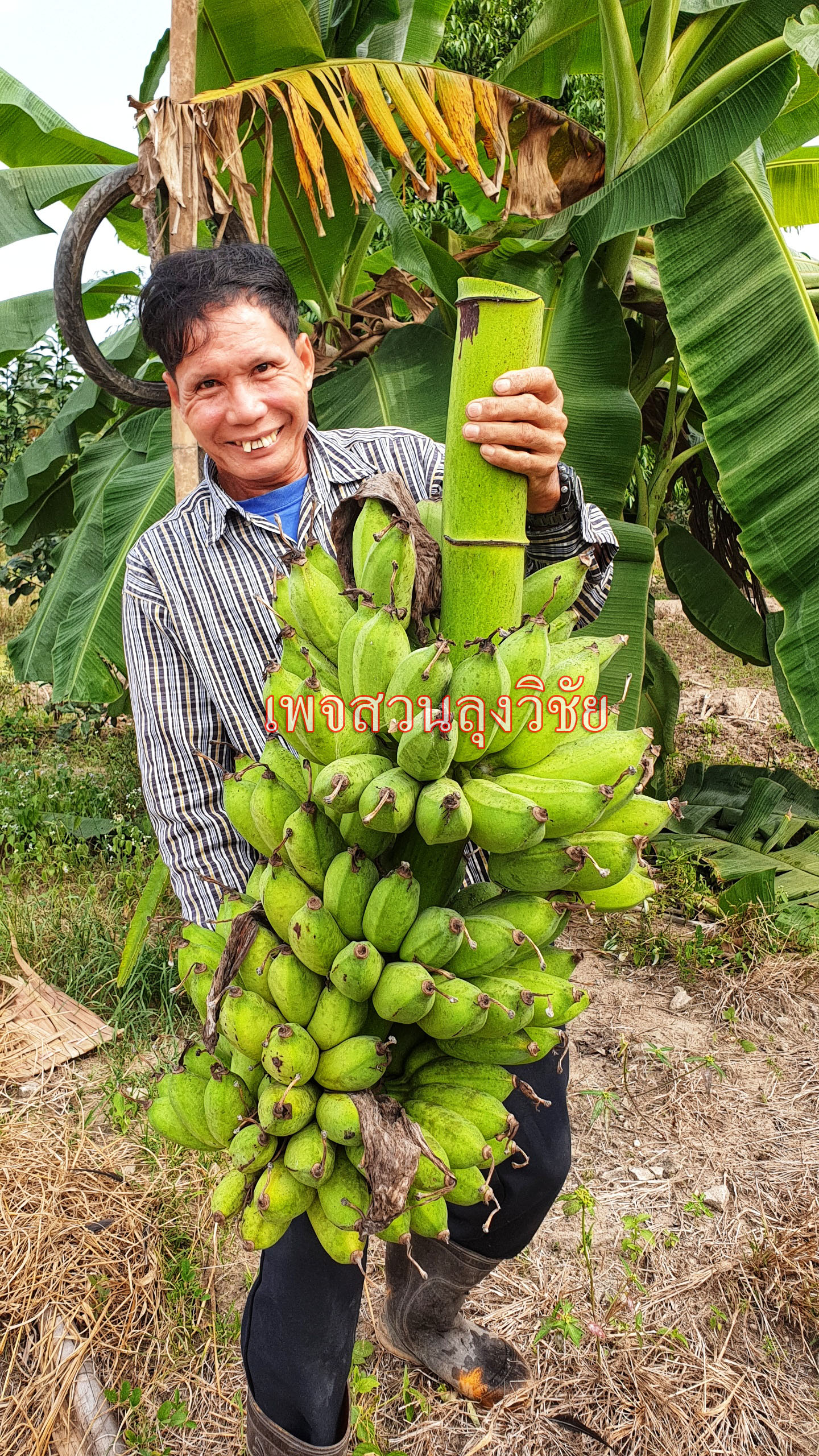 หน่อกล้วยน้ำหว้าทะลิอ่องยักษ์โบราณ 4 หน่อ ส่งฟรีทั่วไทย