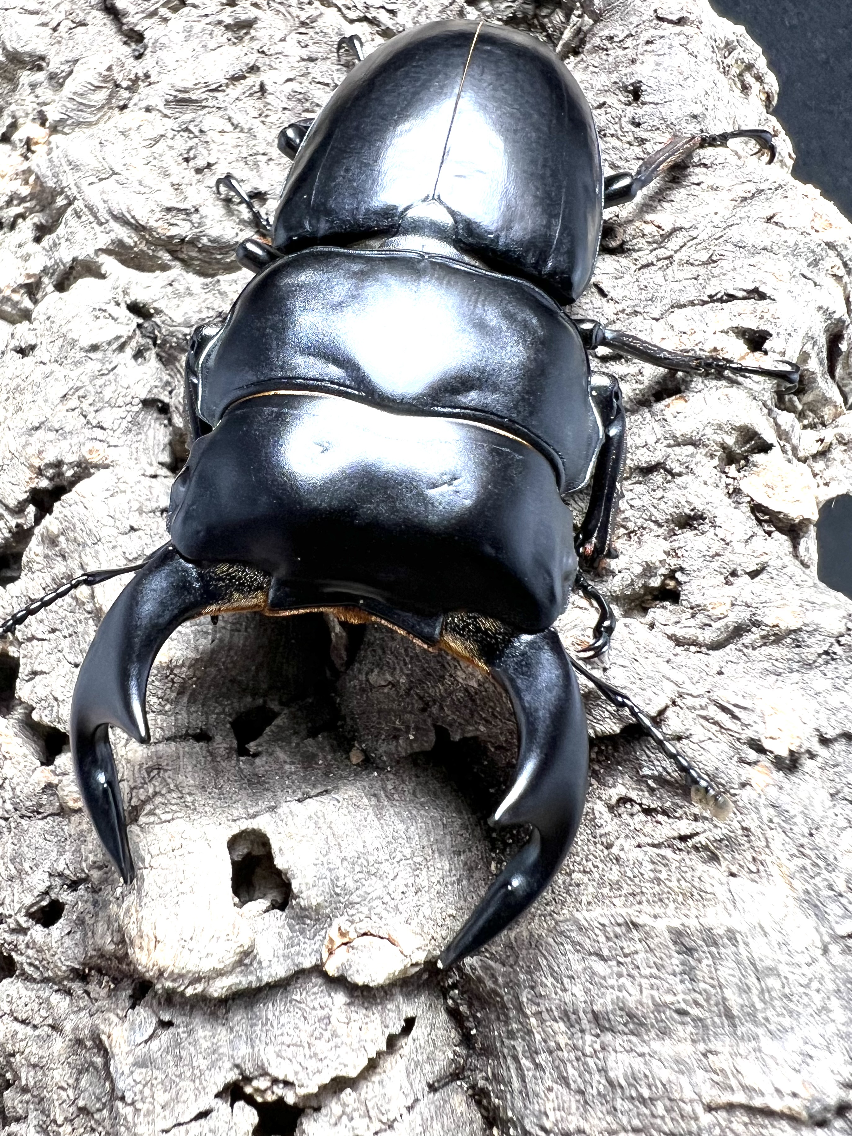 Dorcus antaeus antaeus 74mm.