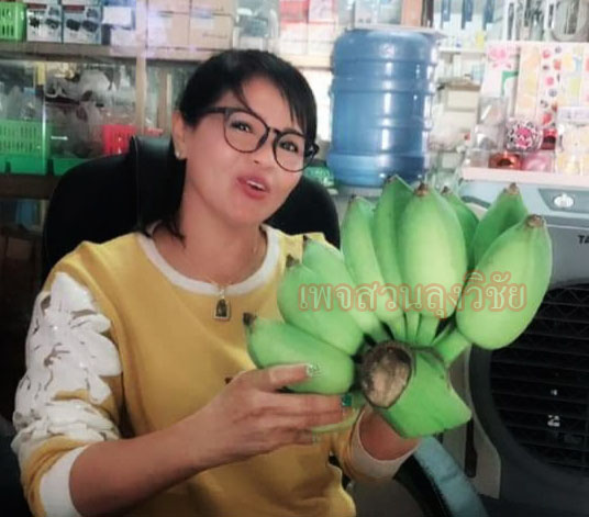 หน่อกล้วยน้ำหว้าทะลิอ่องยักษ์โบราณ 4 หน่อ ส่งฟรีทั่วไทย