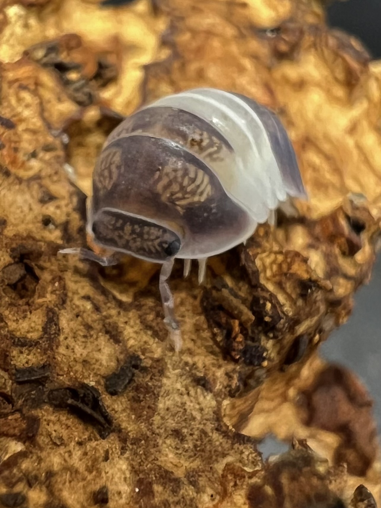 Cubaris sp. panda king 5 each