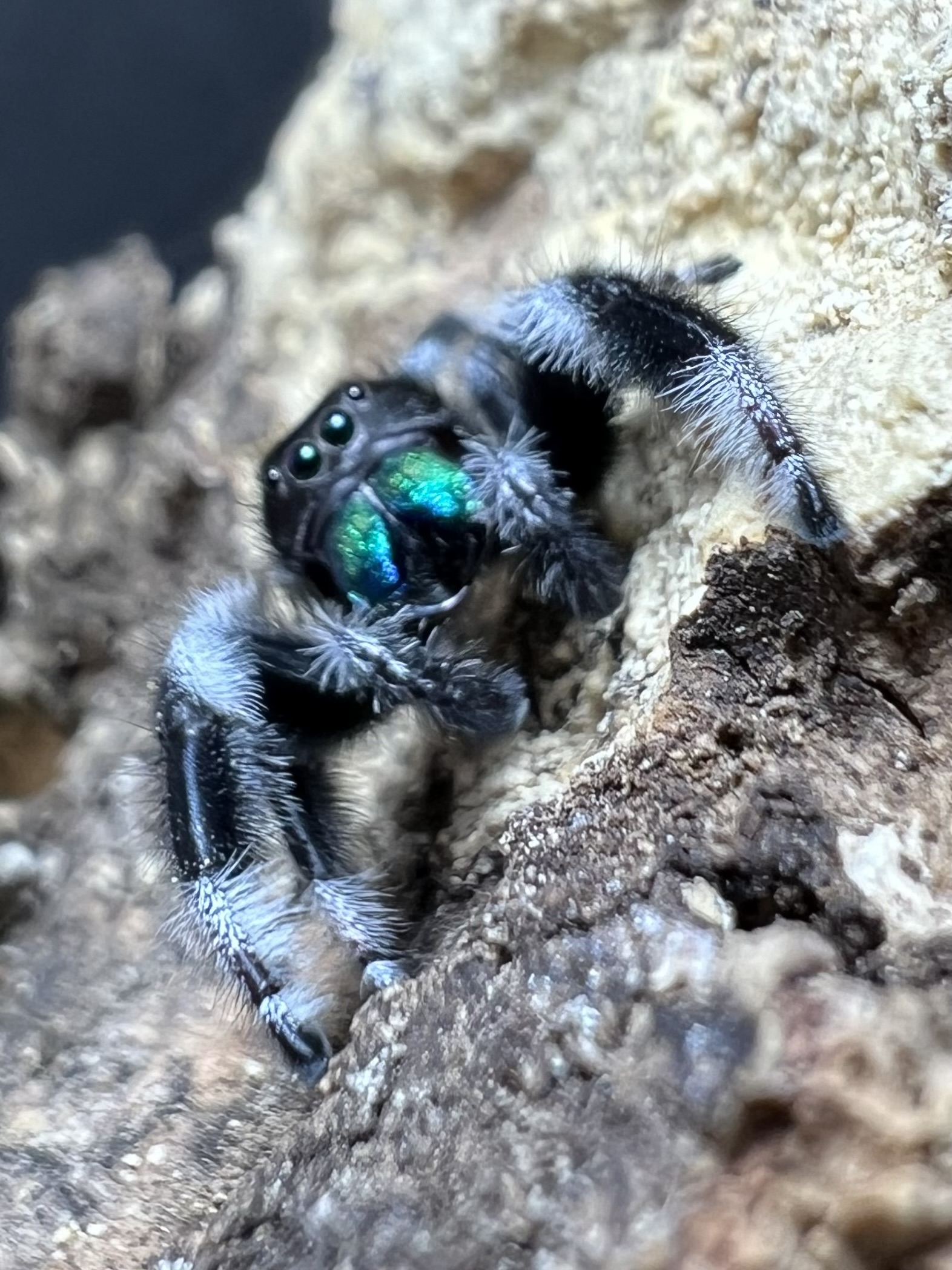Phidippus regius everglades male