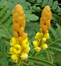 เมล้ดพันธุ์ ชุดเห็ดเทศ