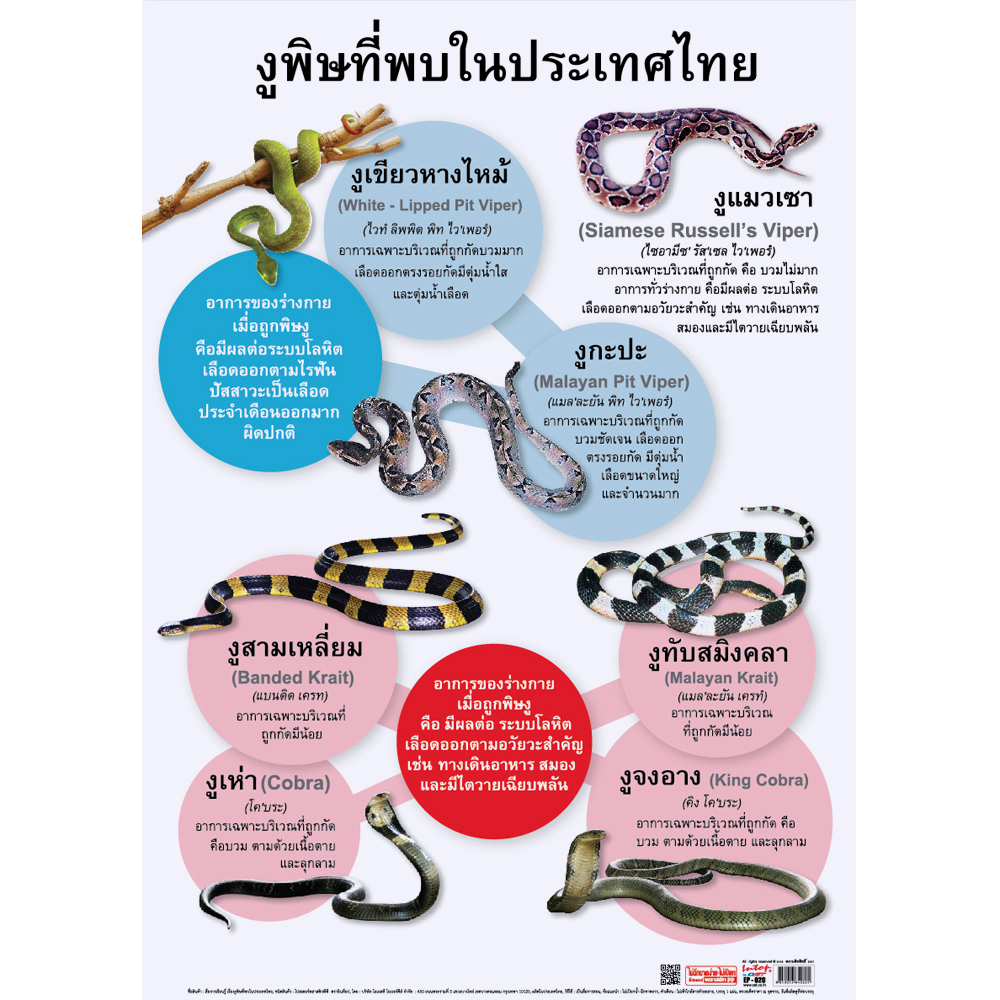 Venomous Snakes in Thailand Educational Posters No.020
