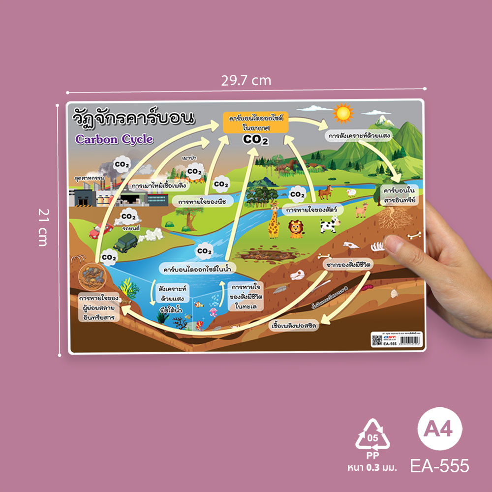 โปสเตอร์ความรู้ ชุดวิทยาศาสตร์ ขนาดA4 EA-555 วัฏจักรคาร์บอน Carbon Cycle