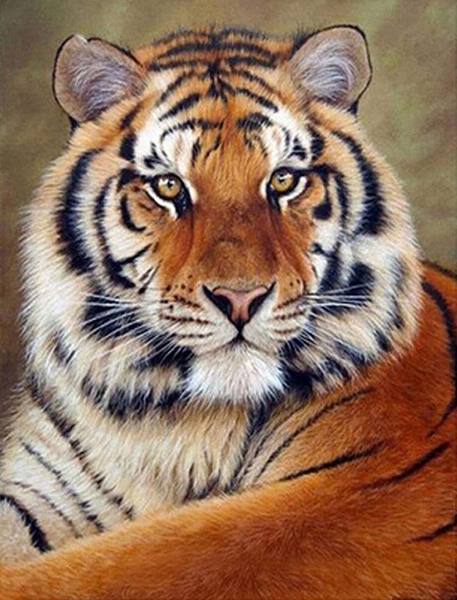 tiger-1049 *สินค้าหมด* ชุดปักครอสติช ลายเสือ (งานปักเต็มลาย ไม่มีเดินเส้น) ขนาด 40*50 ซม.ผ้าครอสติช 11CTพิมพ์ลายปักบนผ้า ไหมคอตตอน 33 สี ผังลาย เข็ม