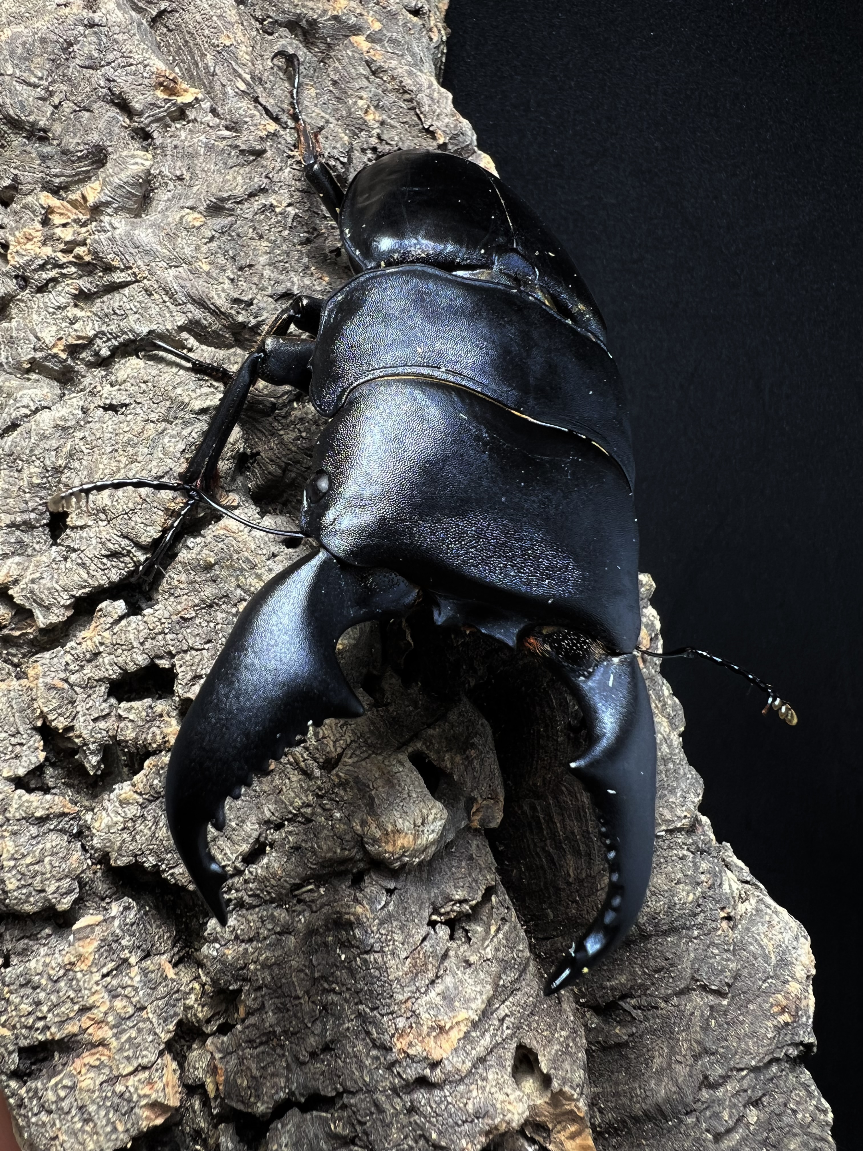 Dorcus titanus yasuokai 97mm.