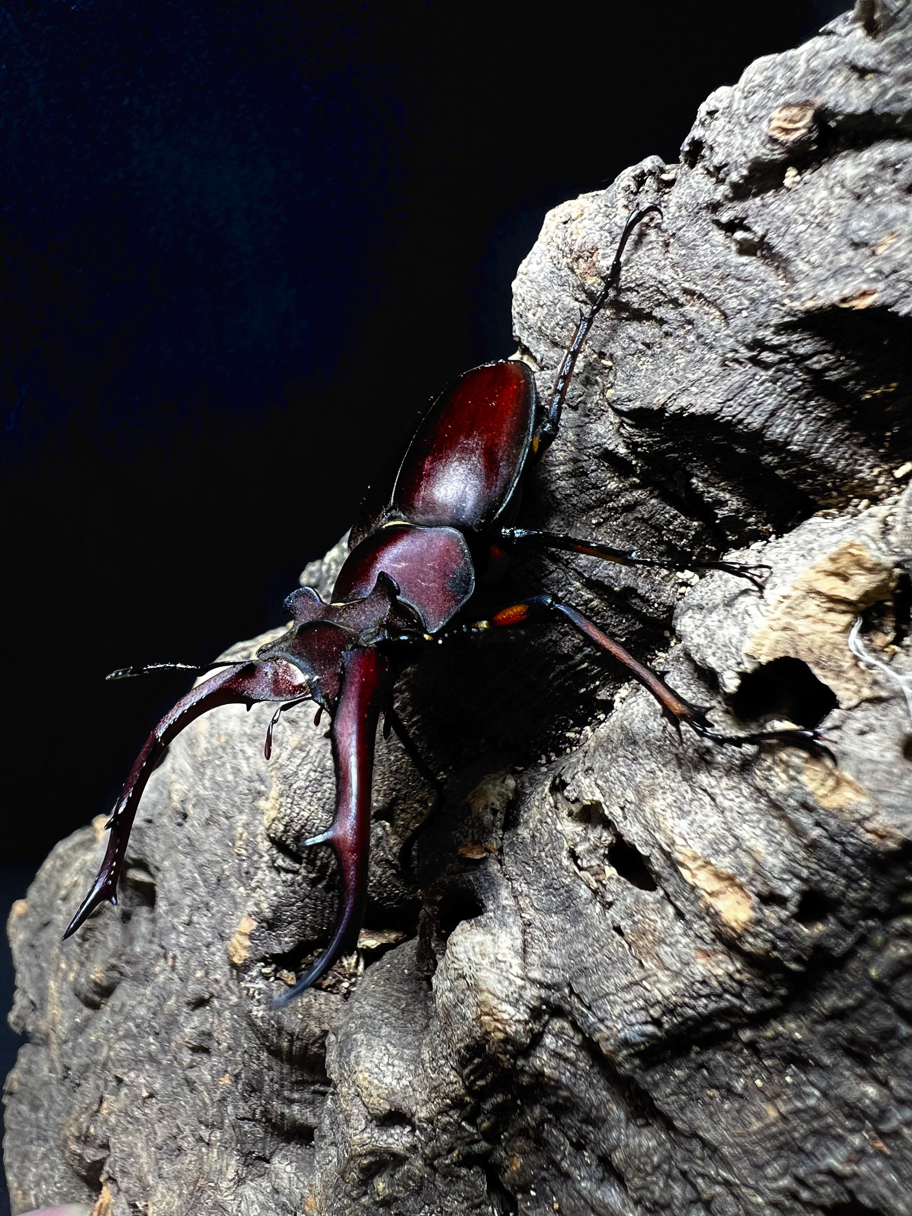 Lucanus angusticornis 55mm. Pair