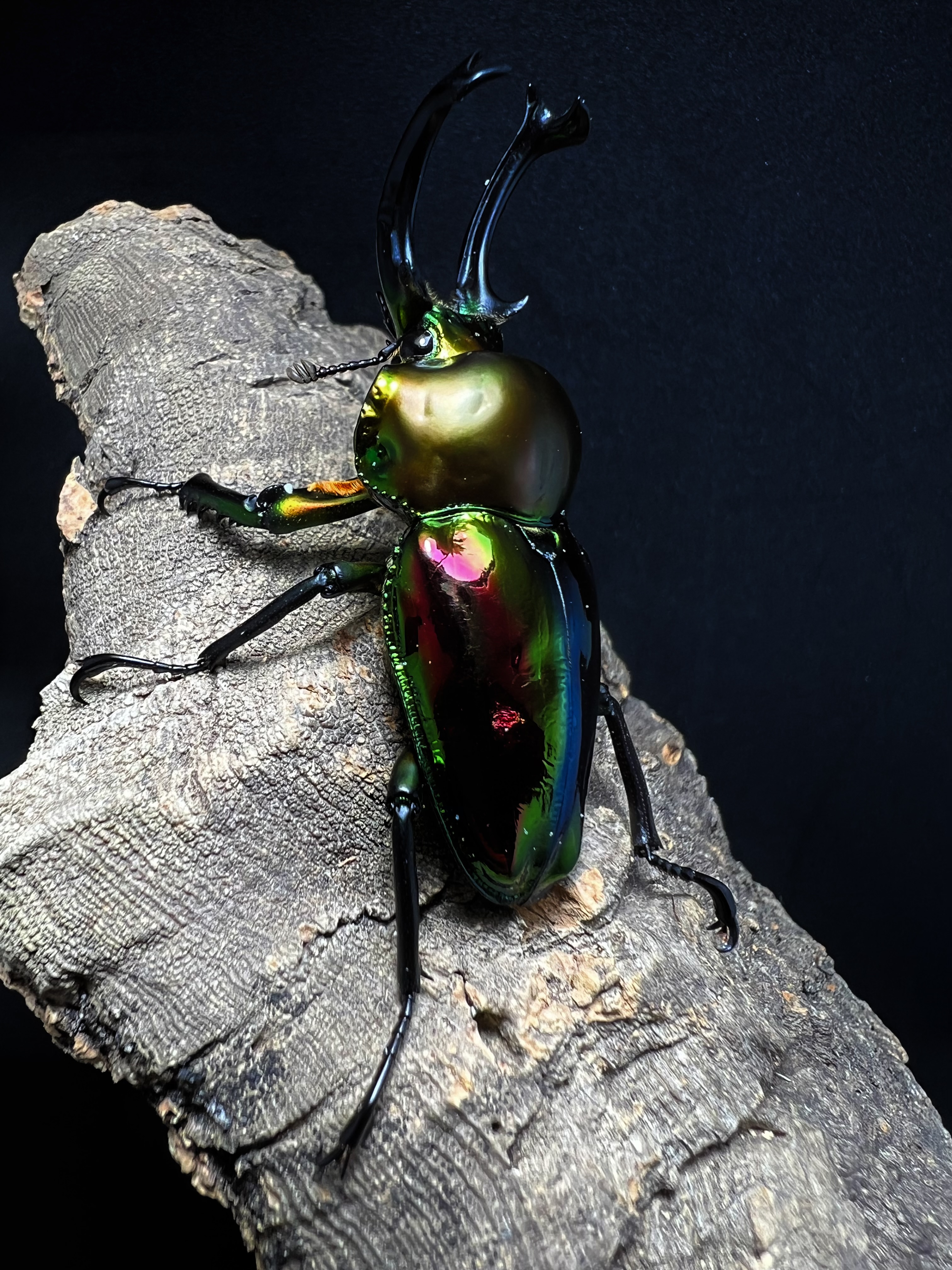 Phalacrognathus muelleri 56mm. Pair