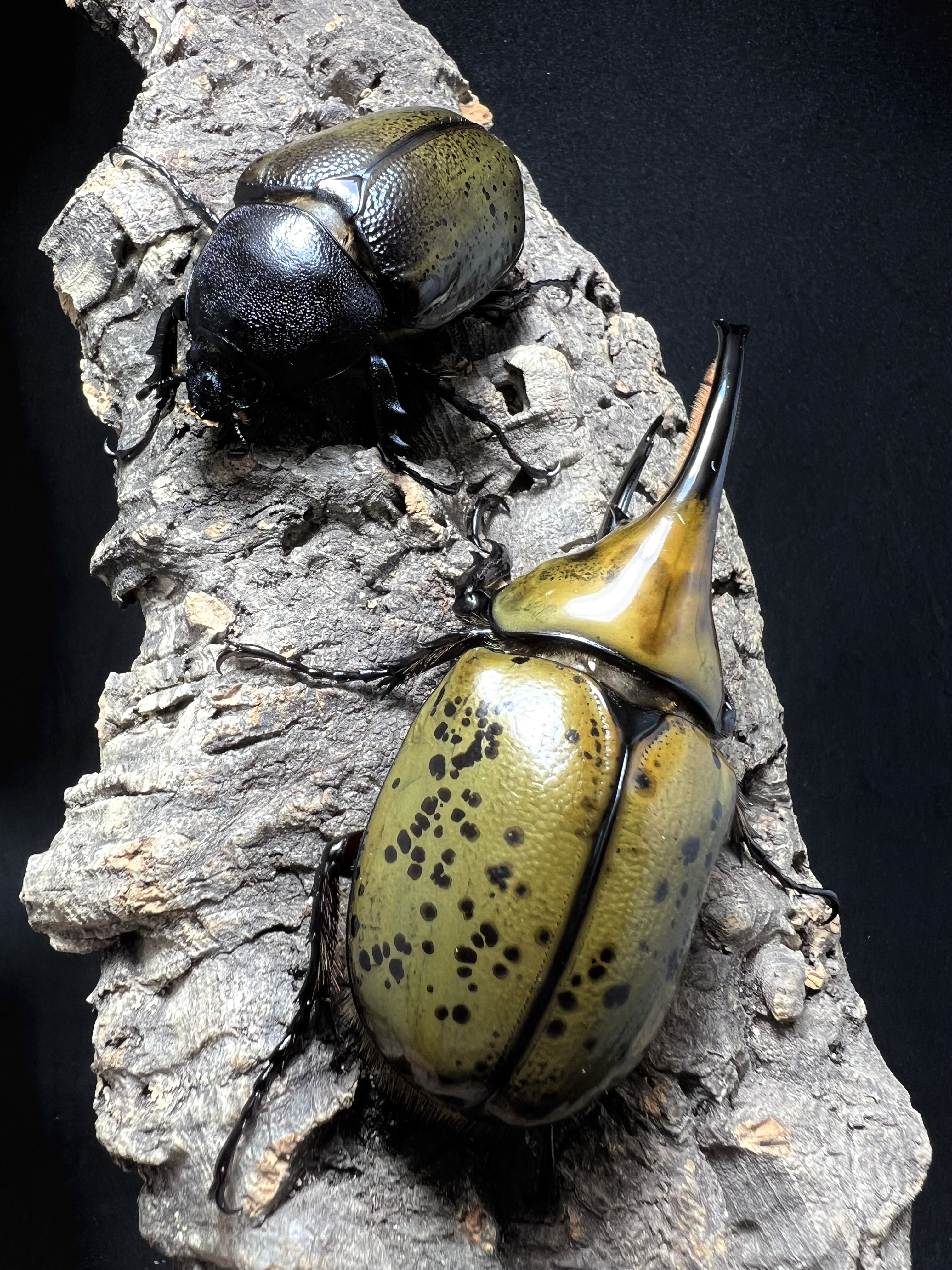 Dynastes hyllus hyllus 82x56mm.