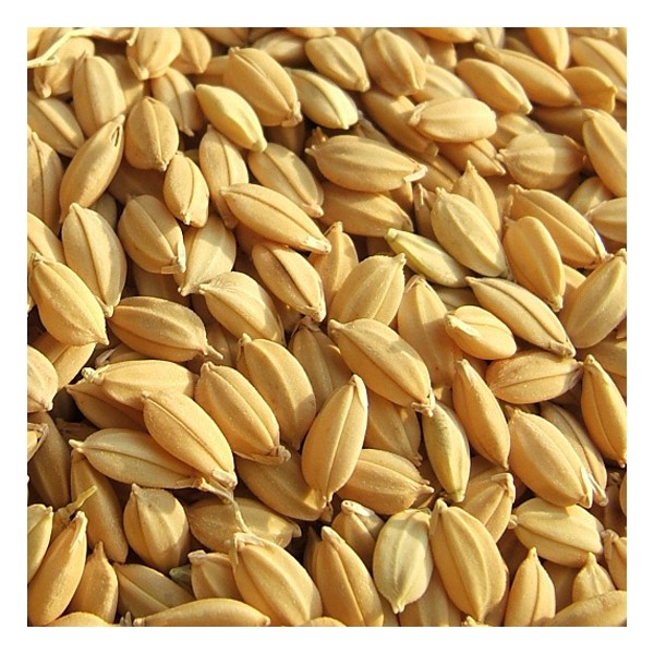 เมล็ดพันธุ์ข้าวญี่ปุ่น