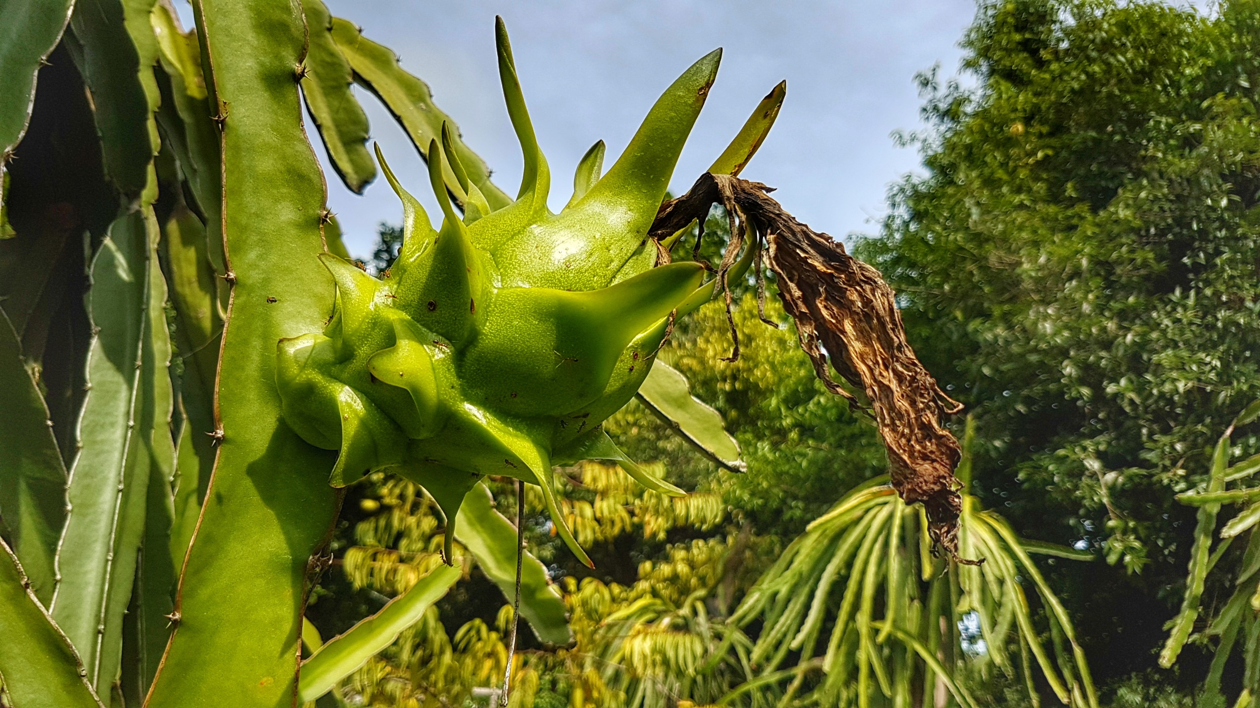 กิ่งพันธุ์แก้วมังกรเวียดนาม ( ชุด10 กิ่ง )