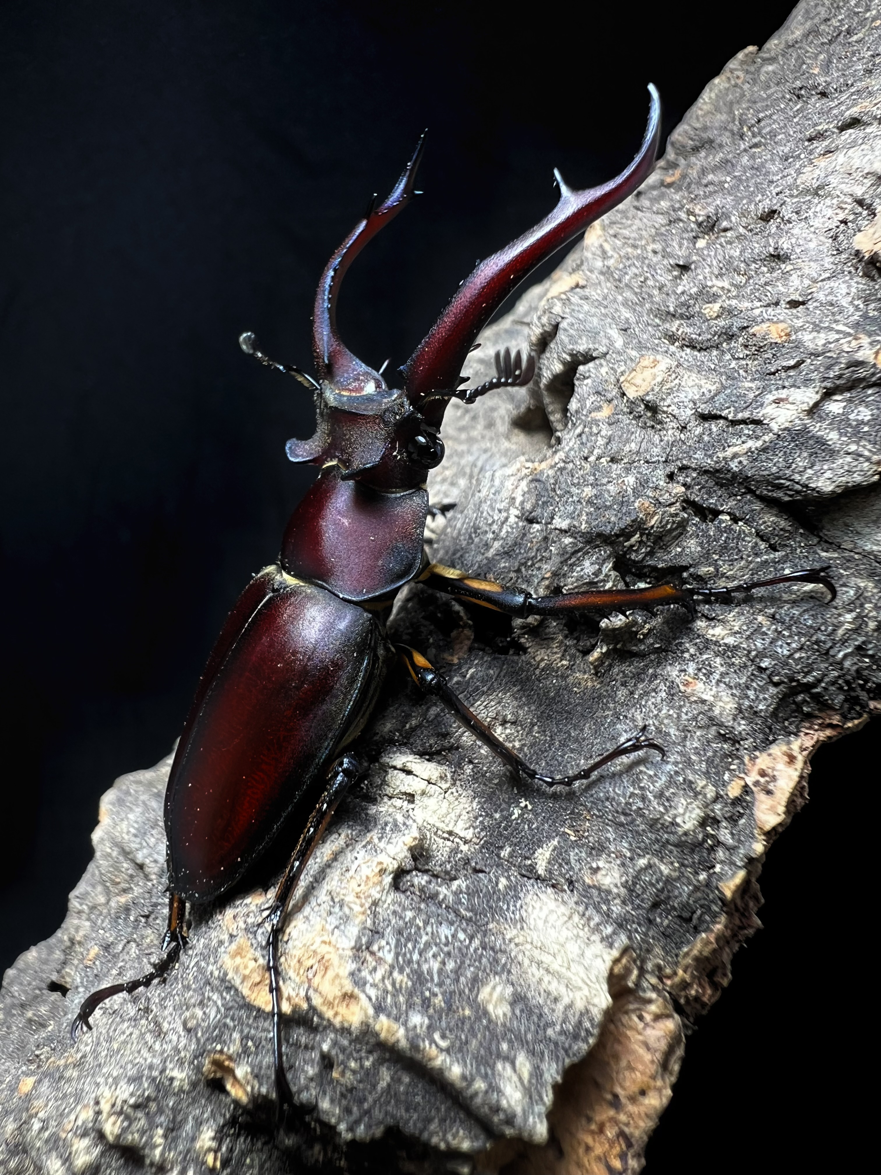Lucanus angusticornis 55mm. Pair