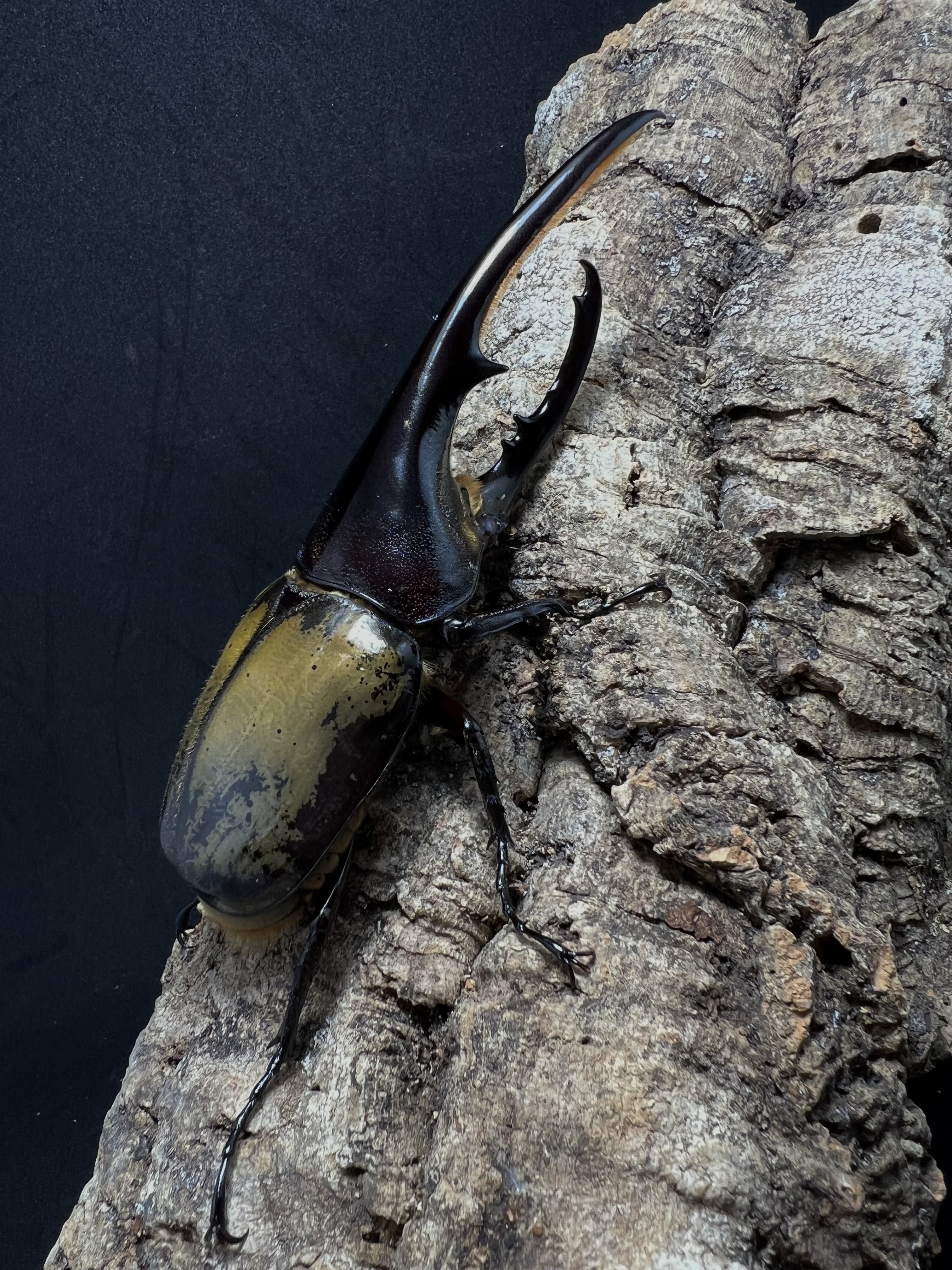 Dynastes hercules hercules 140mm.