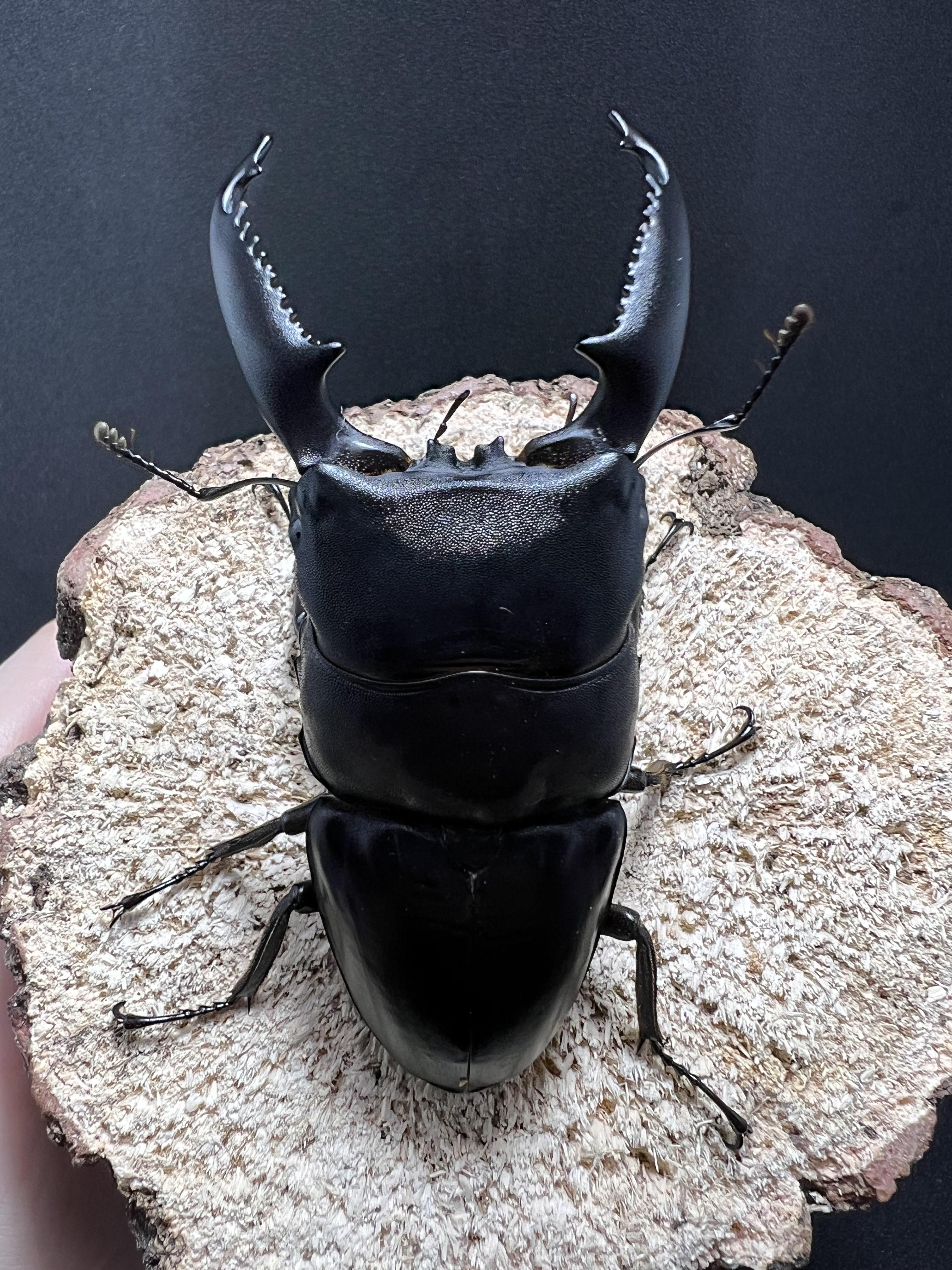 Dorcus titanus palawanicus 90mm.