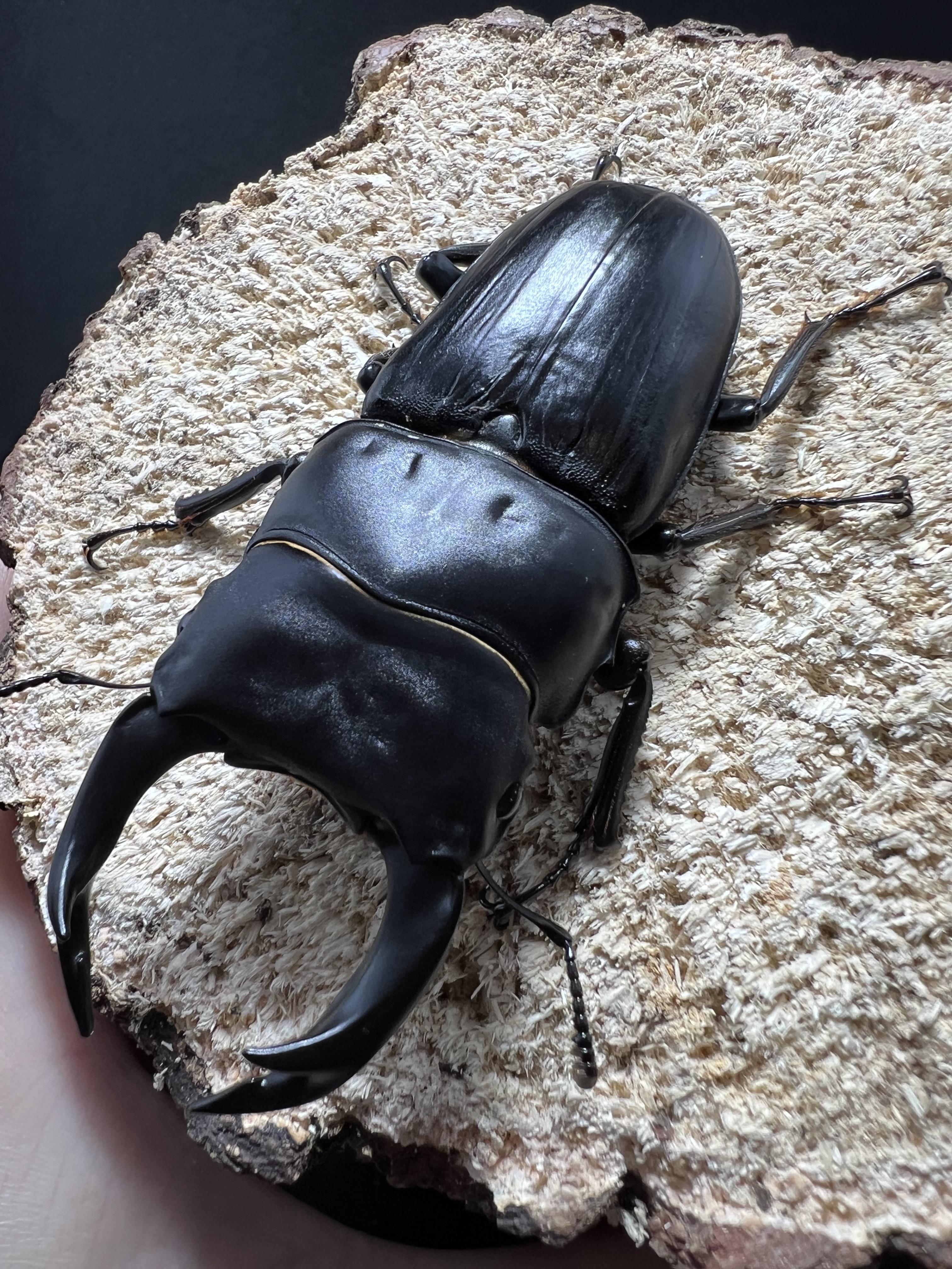 Dorcus hopei binodulosus 75mm.