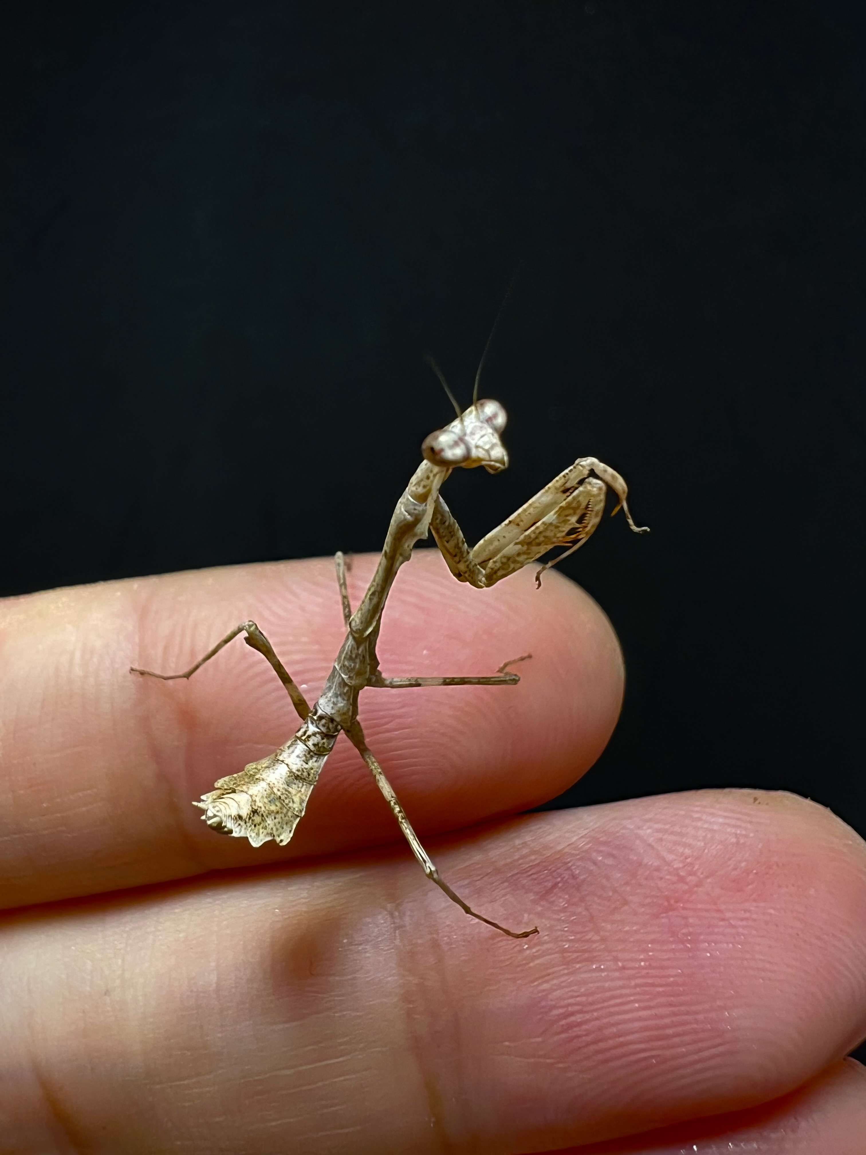 Deroplatys trigonodera Lv.2~3