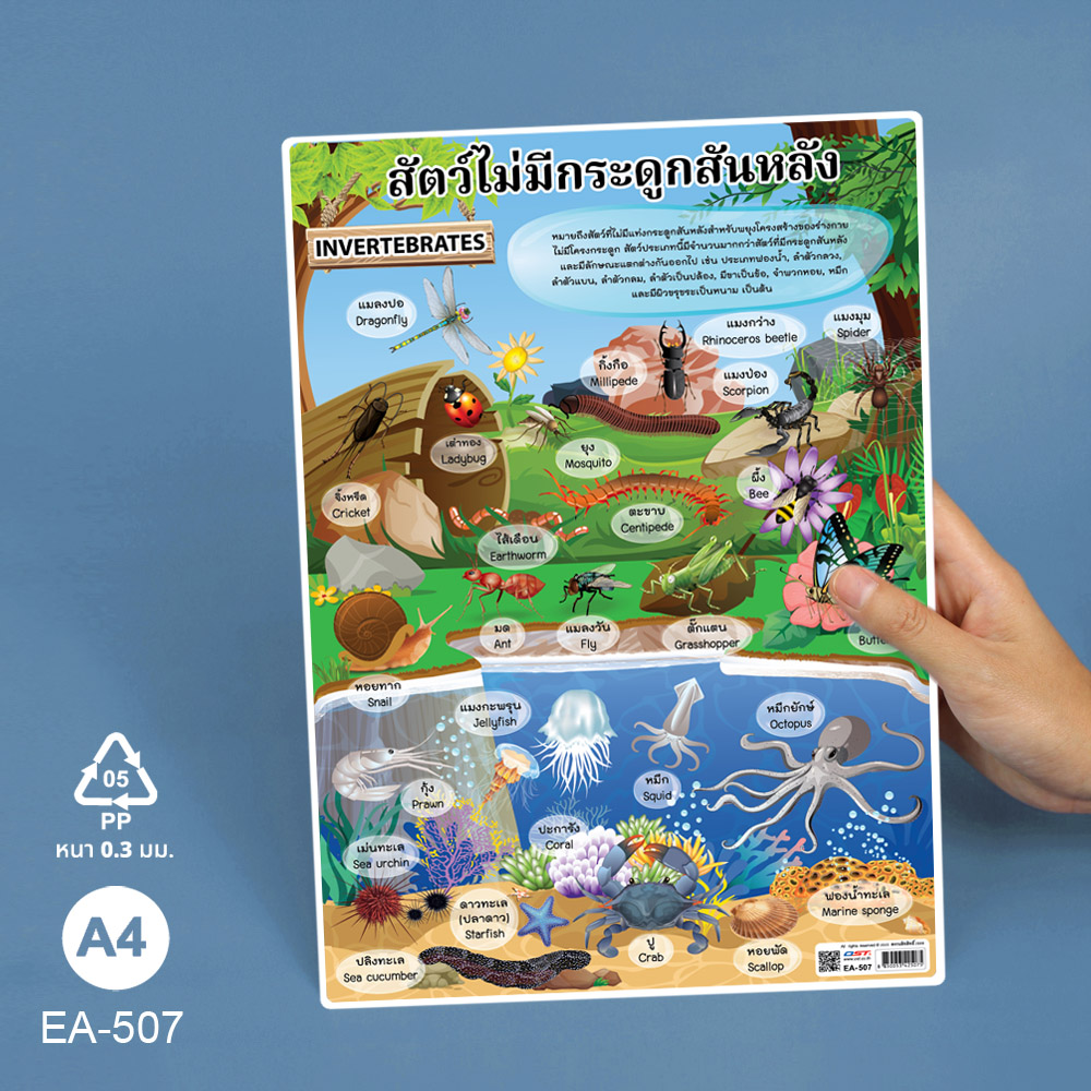 โปสเตอร์ความรู้ ชุดอาณาจักรสัตว์ ขนาดA4 EA-507 สัตว์ไม่มีกระดูกสันหลัง