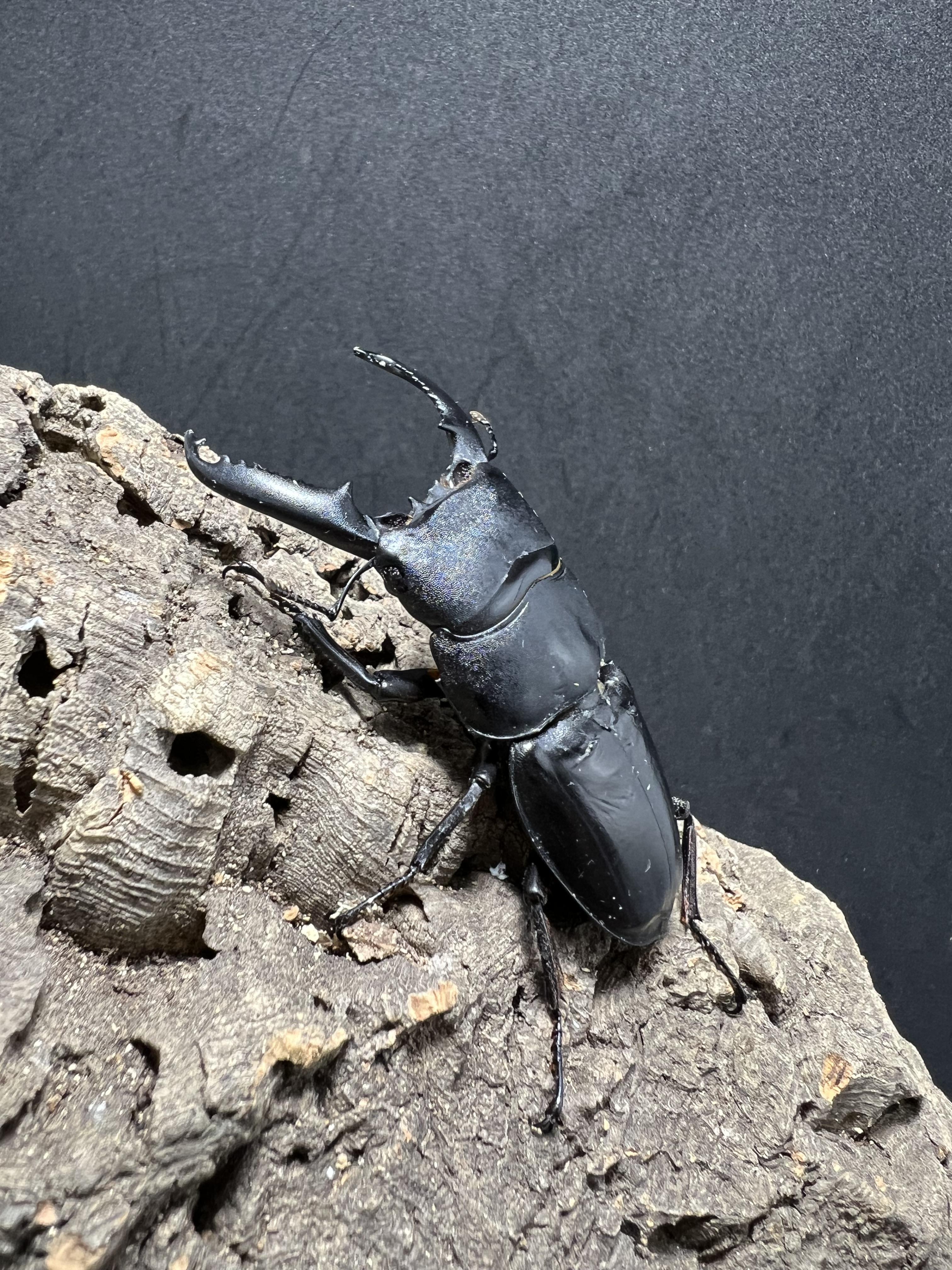 Dorcus titanus palawanicus 74mm.