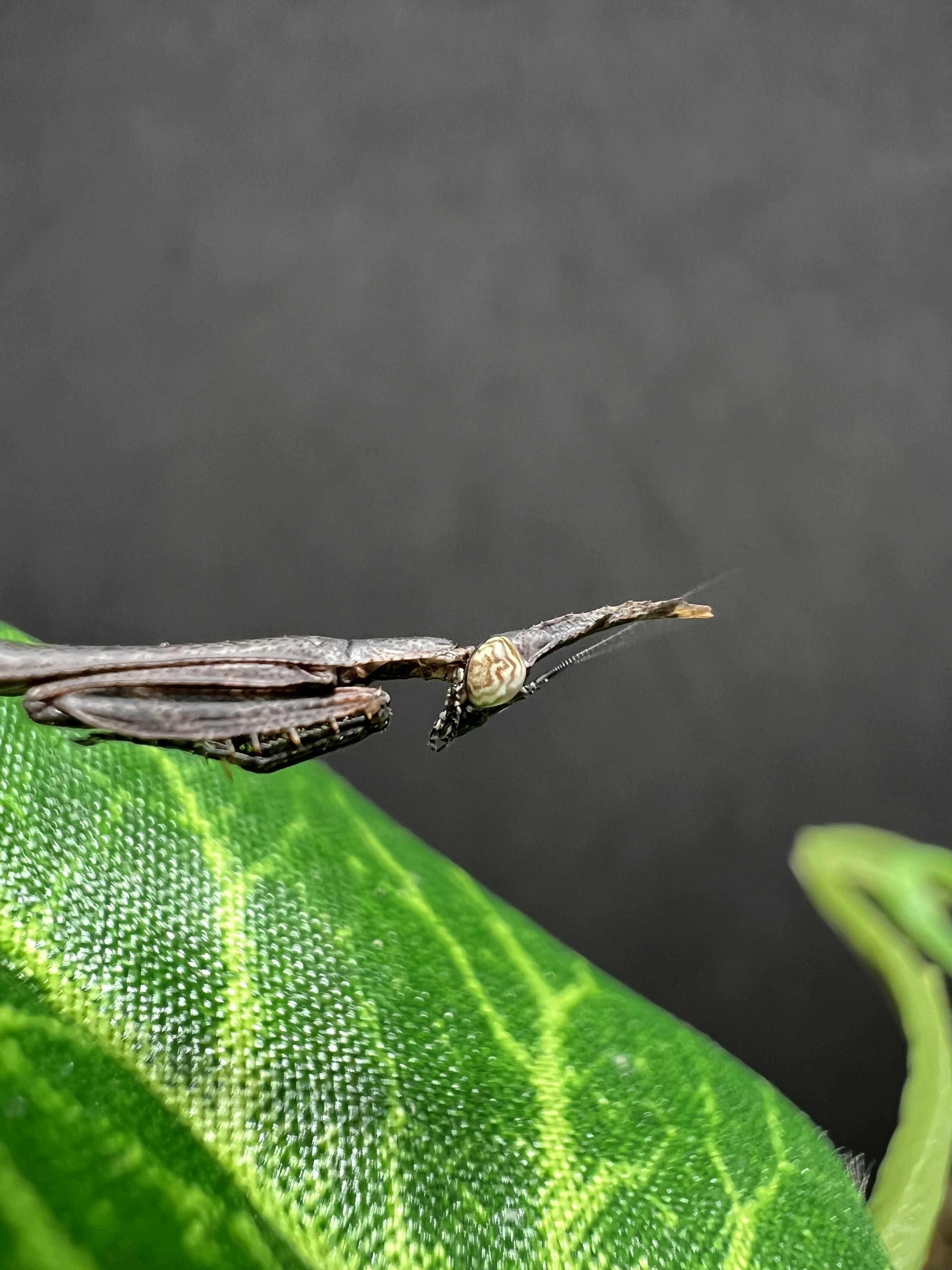 Phyllothelys sp. Lv.1~2