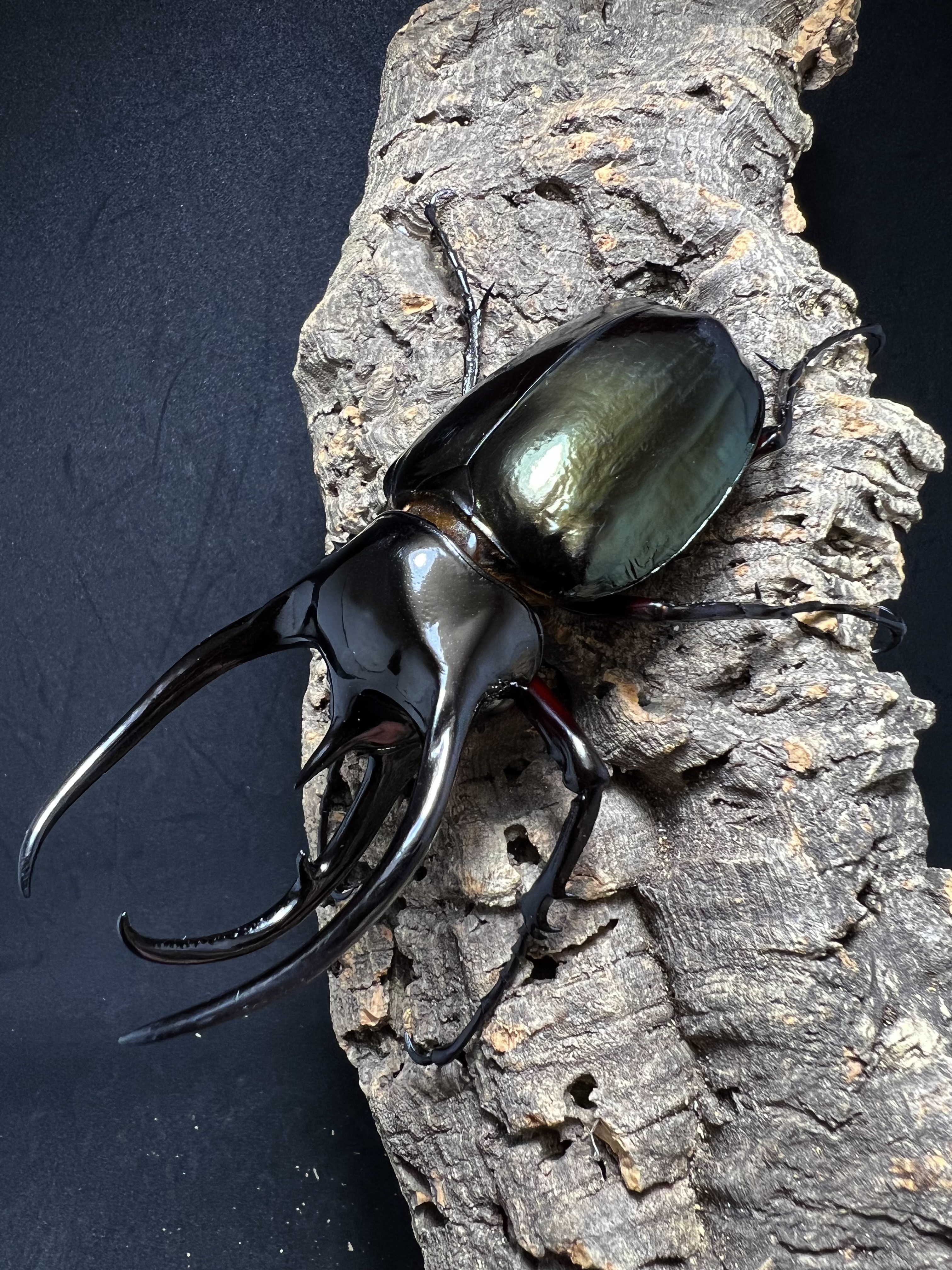 Chalcosoma chiron belangeri 108mm.