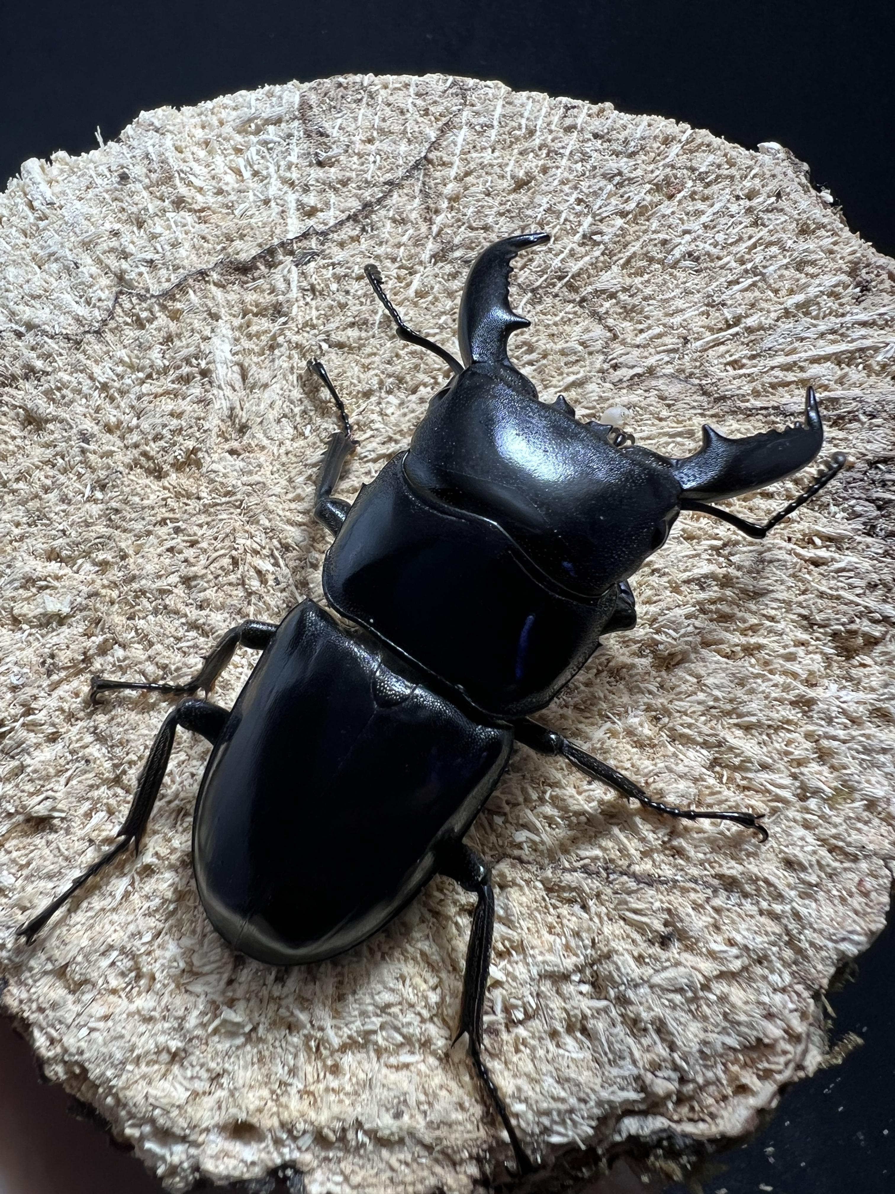 Dorcus titanus palawanicus 60mm.