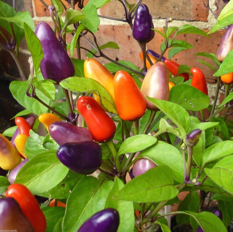 พริกประดับ 7 สี