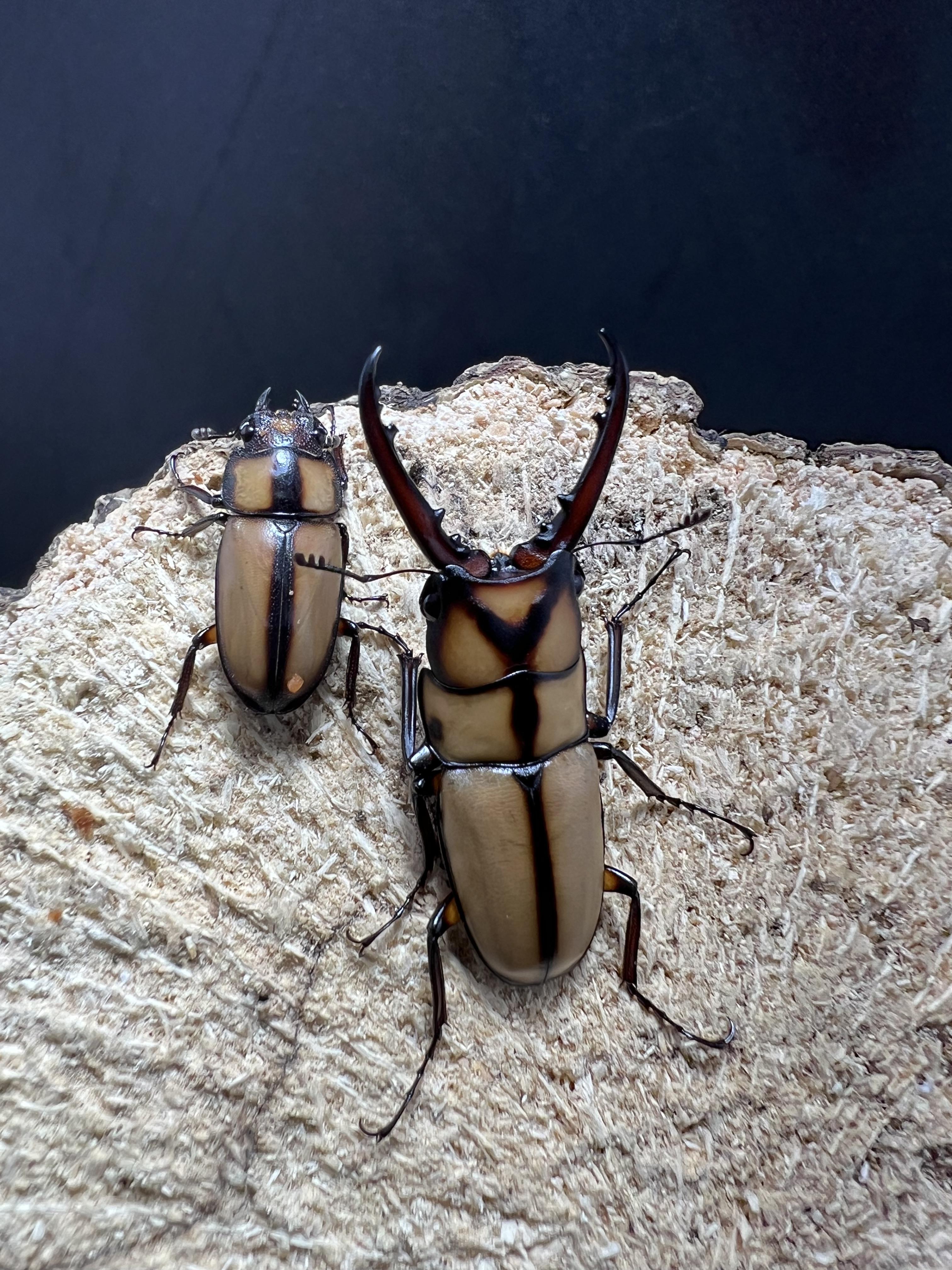 Prosopocoilus suturalis 35 mm. 1pair