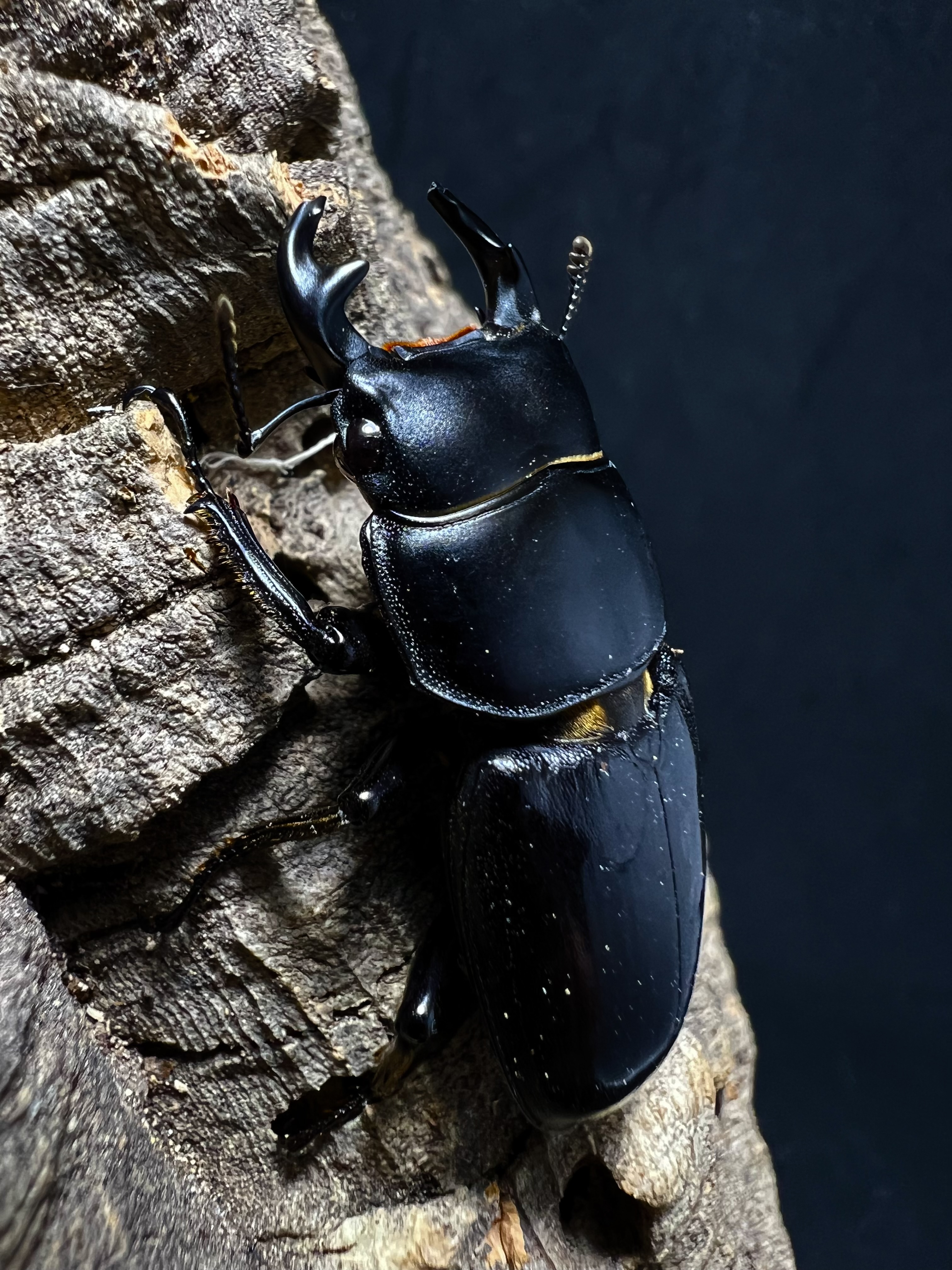 Dorcus yaksha gracilicornis 37x28mm.
