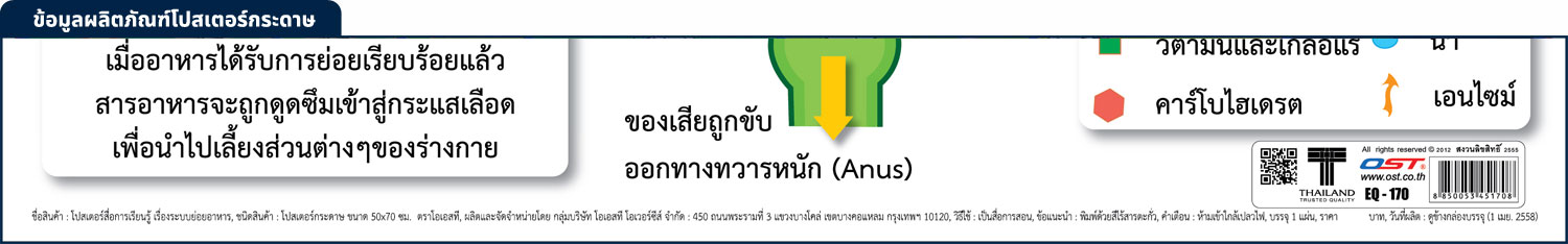 สคบ.โปสเตอร์การศึกษา ระบบย่อยอาหาร Digestive System EQ-170