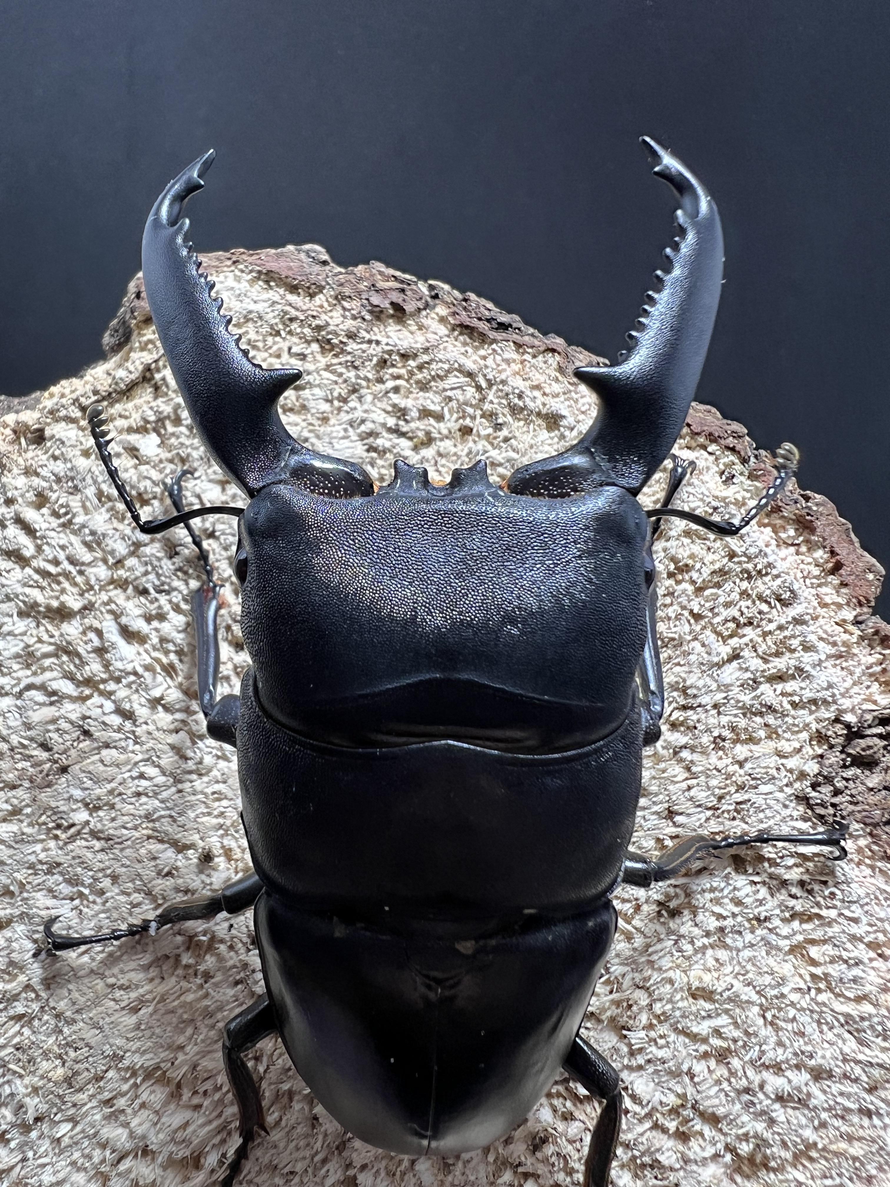 Dorcus titanus palawanicus 83mm.