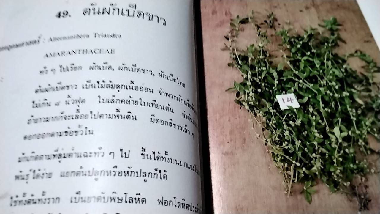 ชุมนุมสมุนไพรไทย