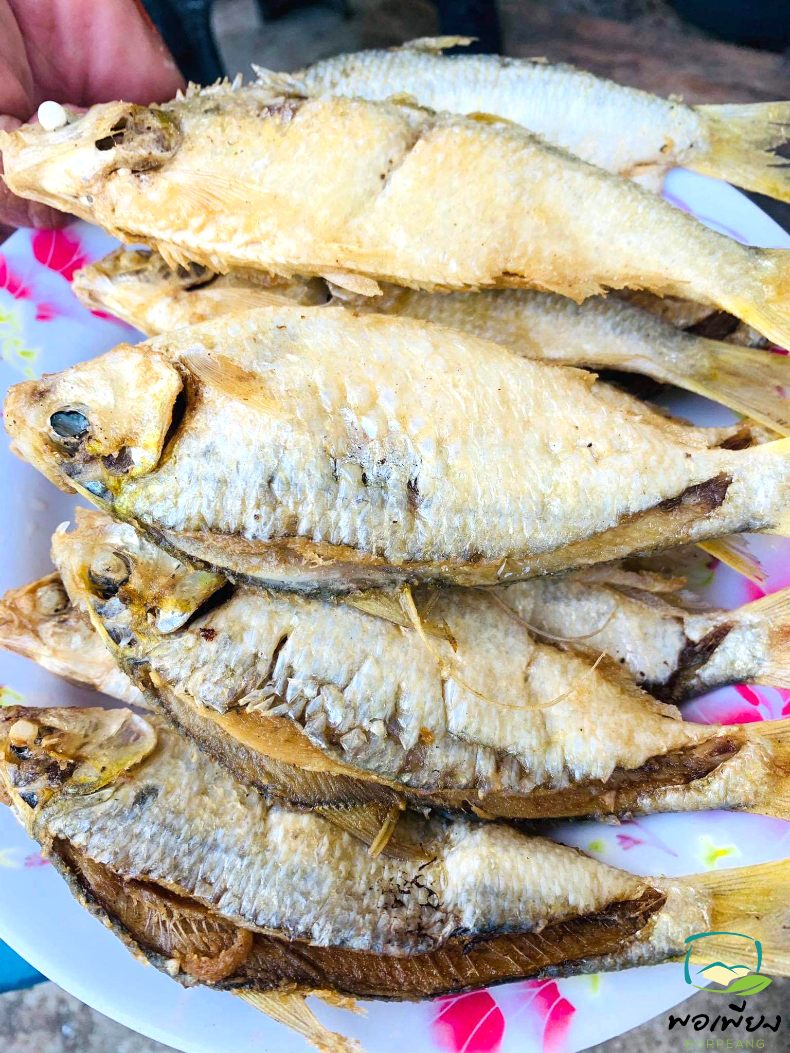 ปลาโคบเส้น ชาวประมง