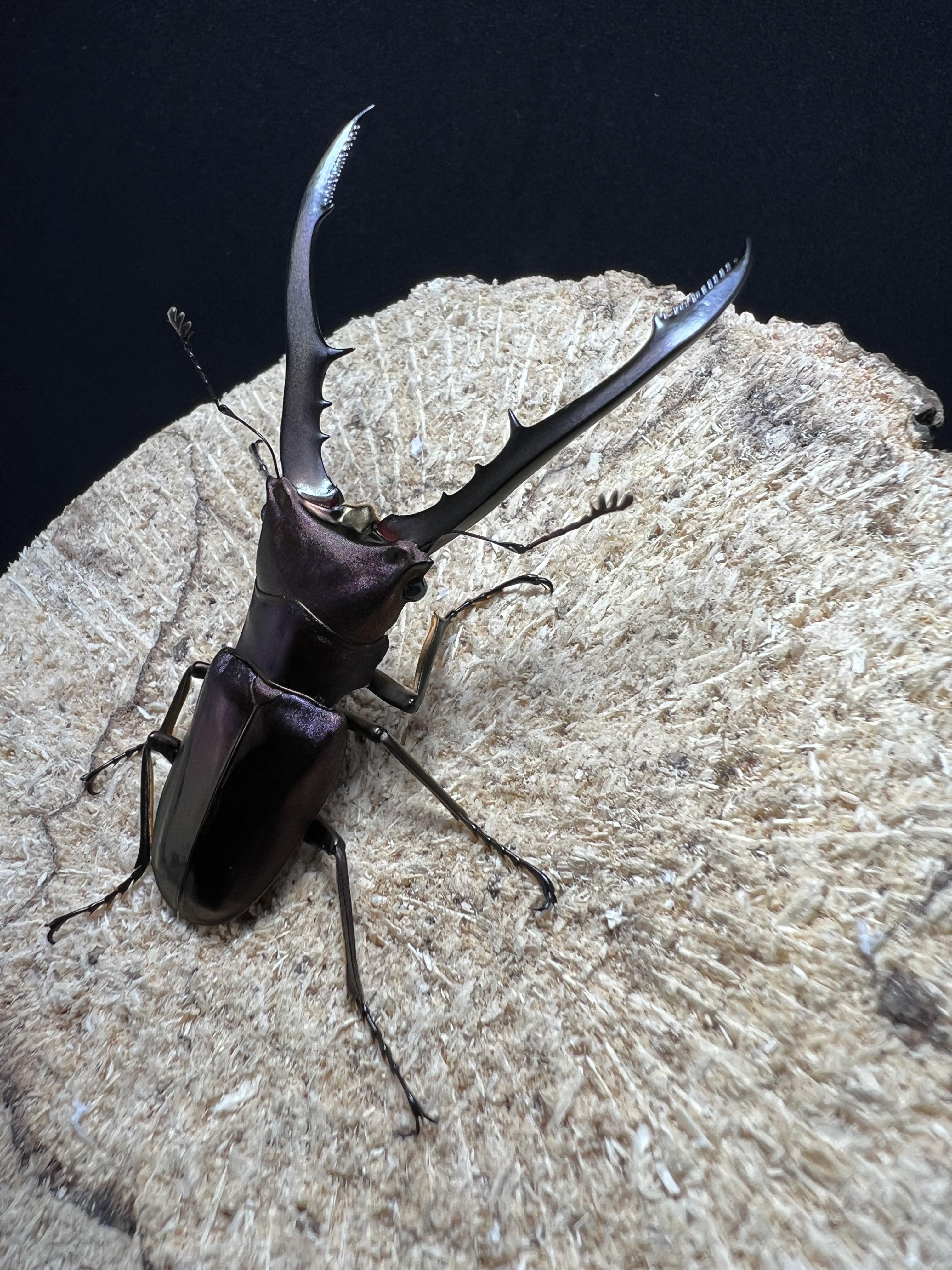 Cyclommatus metallifer 60 mm.