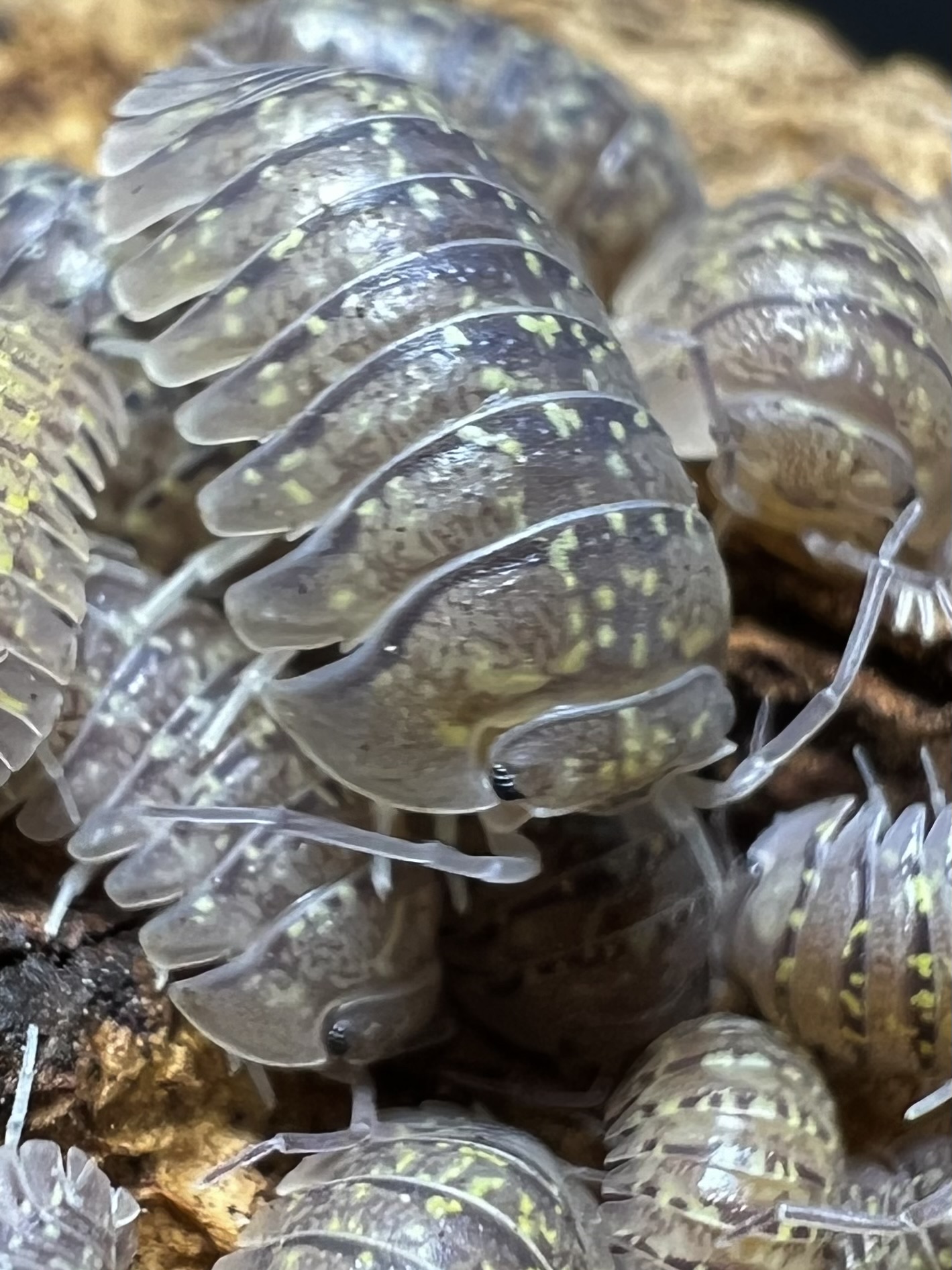 Armadillidium ameglioi DCF. 5 each