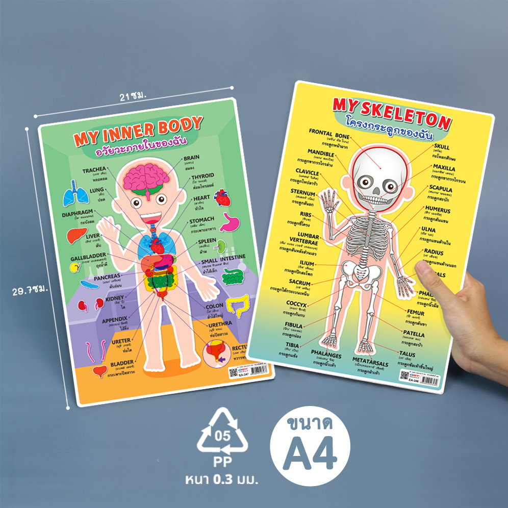 ป้ายนิเทศA4 คำศัพท์ My Body ร่างกายของฉัน EA-346 EA-347