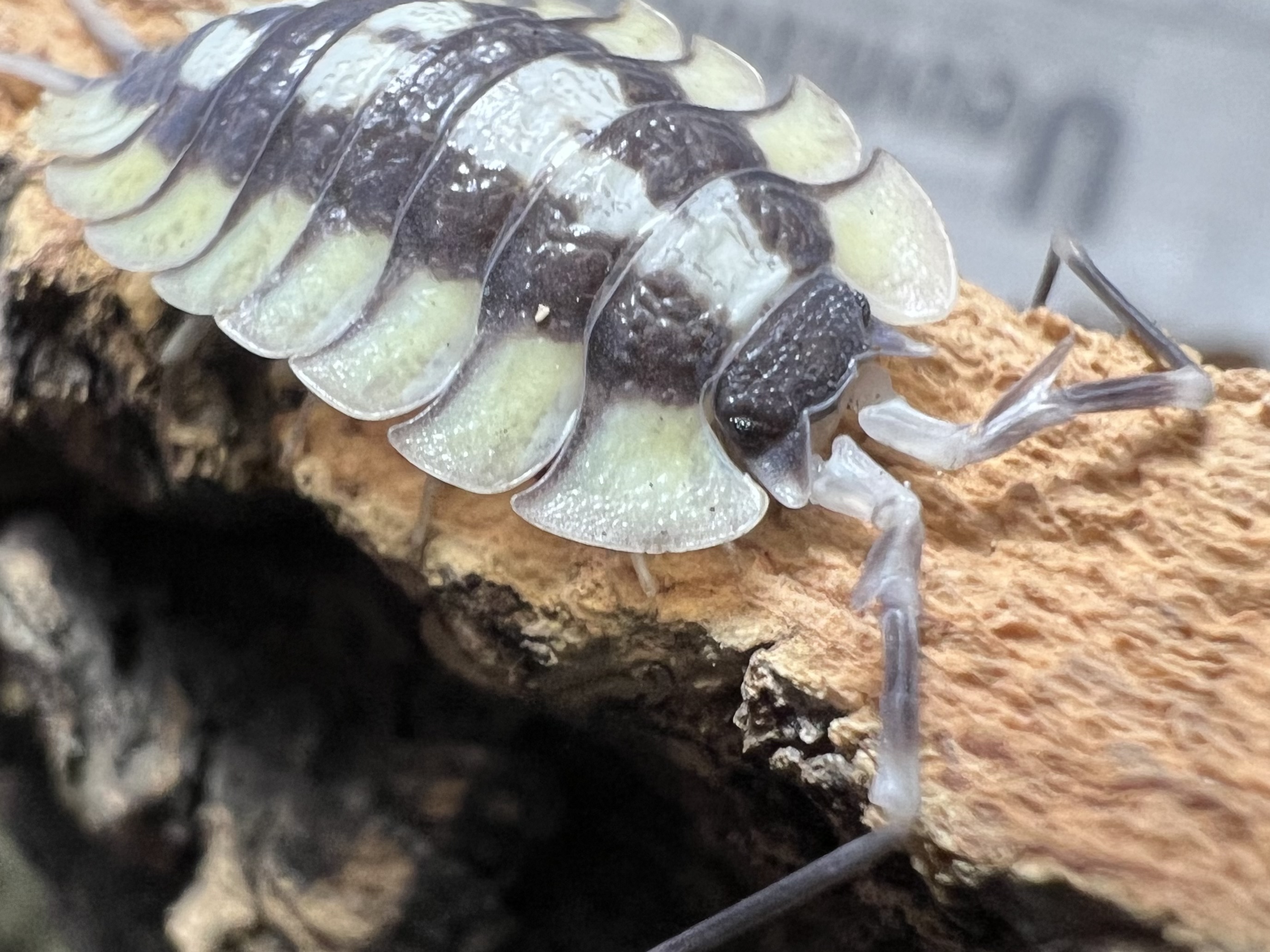 Porcellio expansus Set 5 each